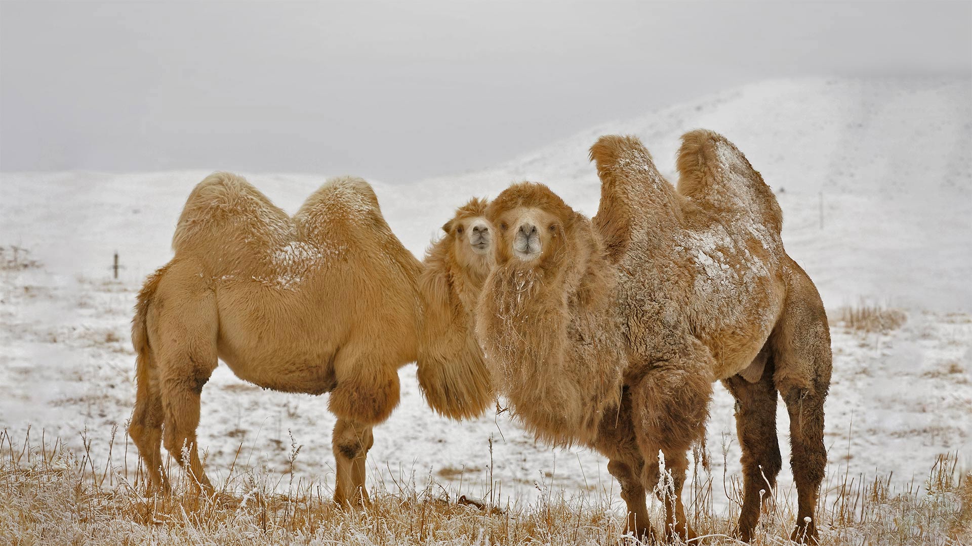 Two Bactrian camels in Kazakhstan for Twosday - Nurlan Kulcha/Alamy)