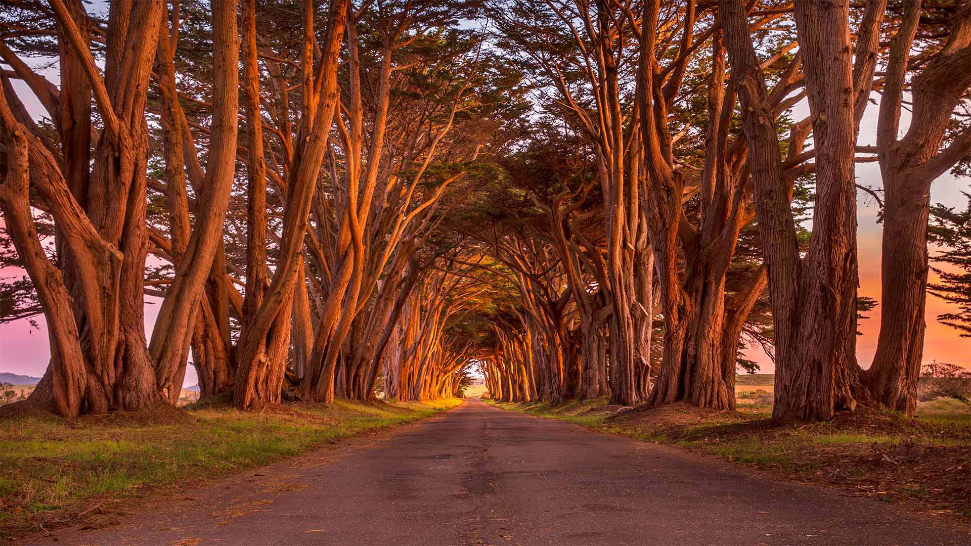 The cypress tunnel at Point Reyes National Seashore in California - Spondylolithesis/Getty Images)