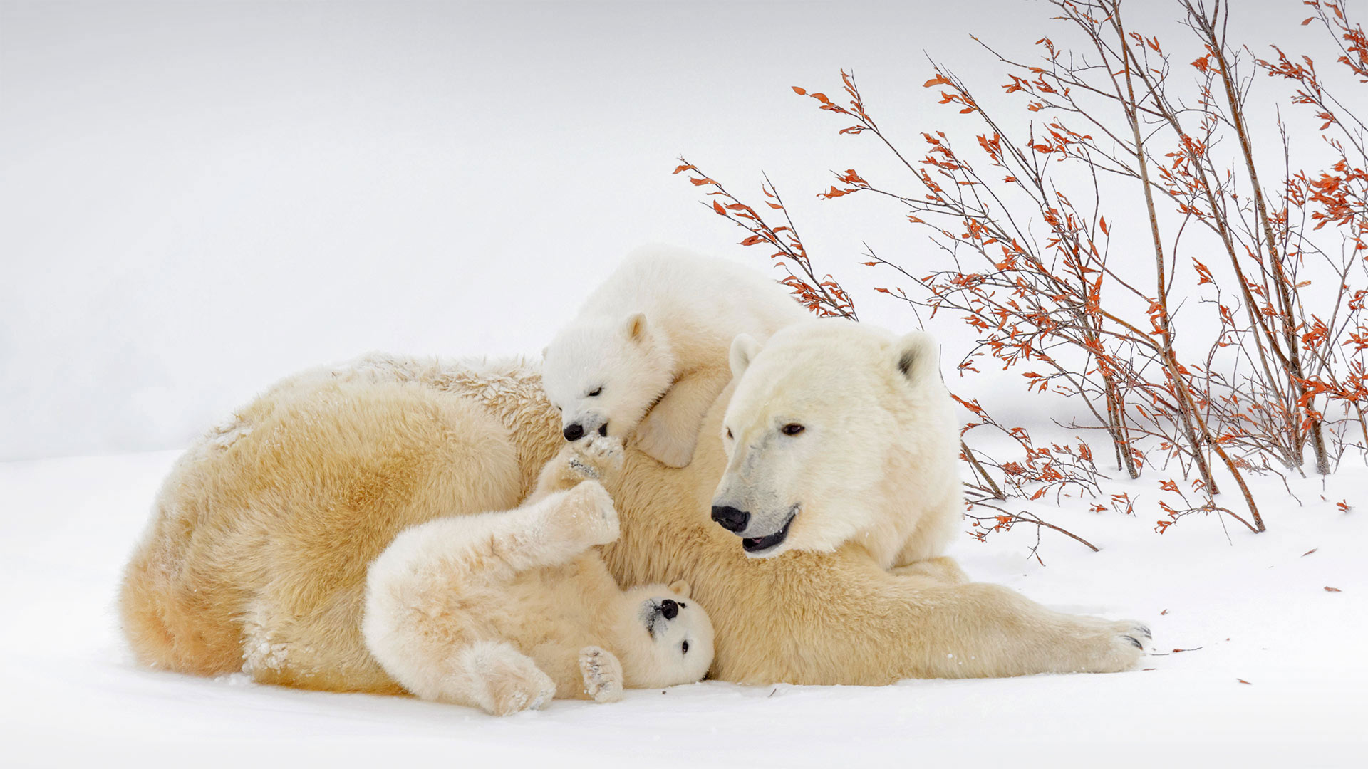 Polar bear mother with cubs in Wapusk National Park, Manitoba, Canada - Andre Gilden