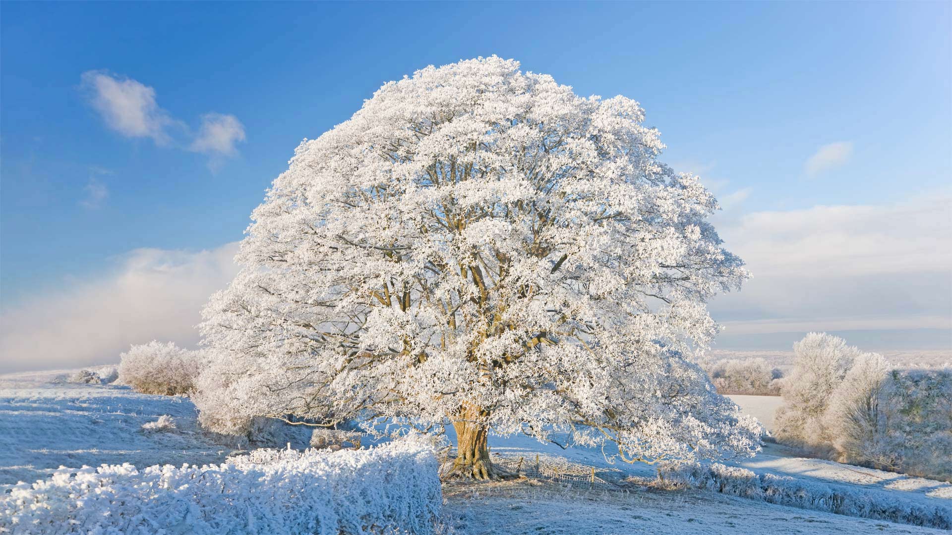 Hoarfrost and snow in the Cotswolds, England - Peter Adams/Getty Images)