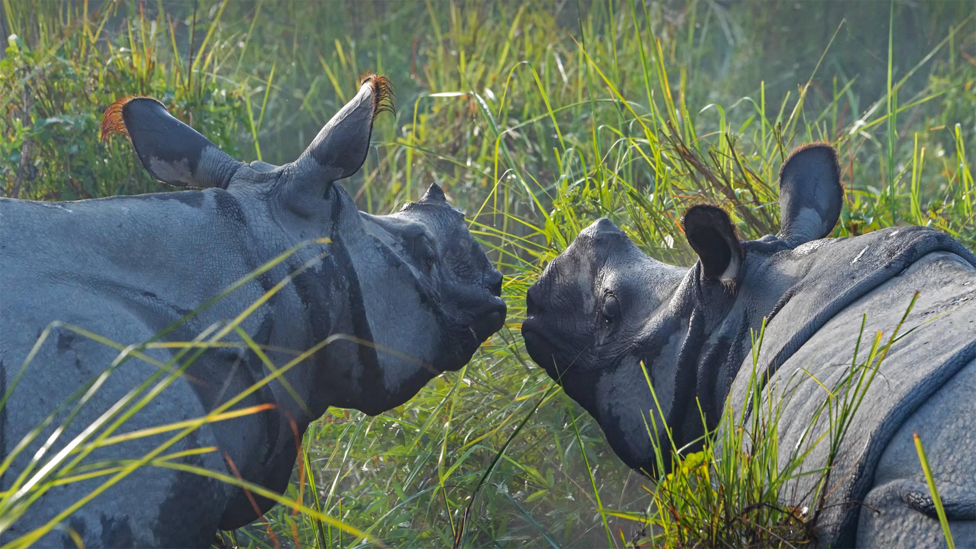 Greater one-horned rhinoceroses in Kaziranga National Park, Assam, India - Robert Harding World Imagery/Shutterstock)
