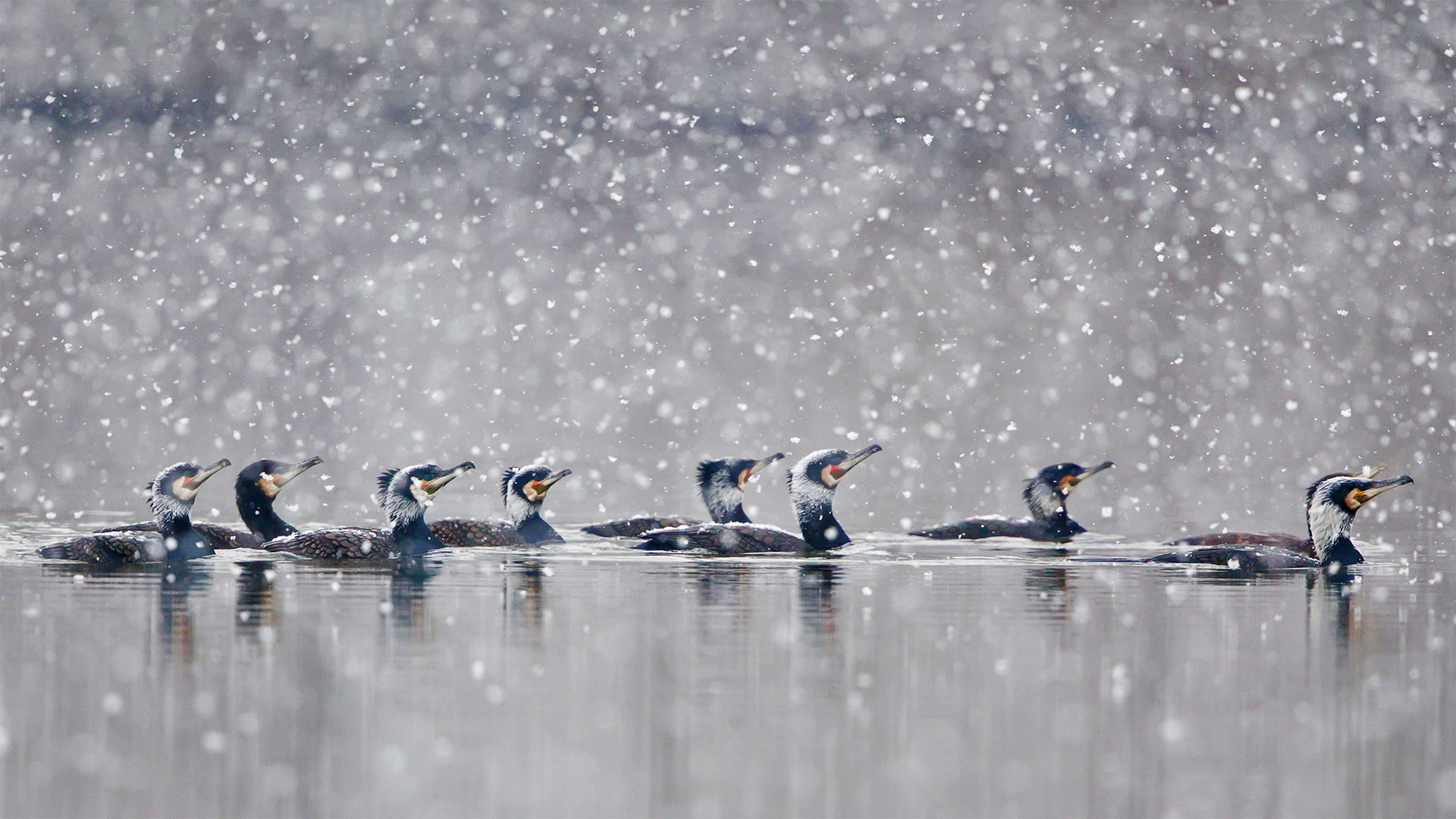 Great cormorants gliding through a snowstorm in Hesse, Germany - Wilfried Martin/Getty Images)