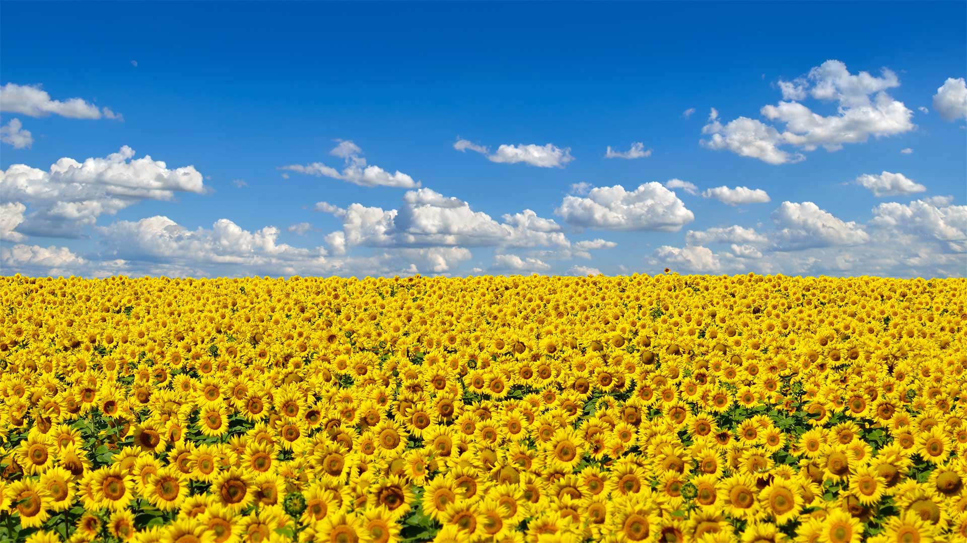 Field of sunflowers, Ukraine's national flower - Oleksandrum/Shutterstock)