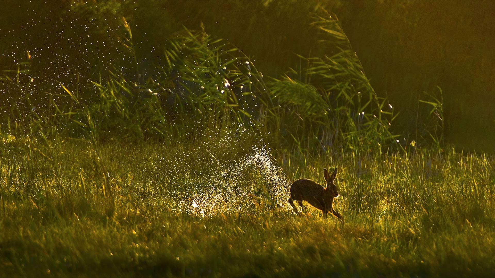 A European hare jumps through a wetland in the Netherlands - Jim Brandenburg