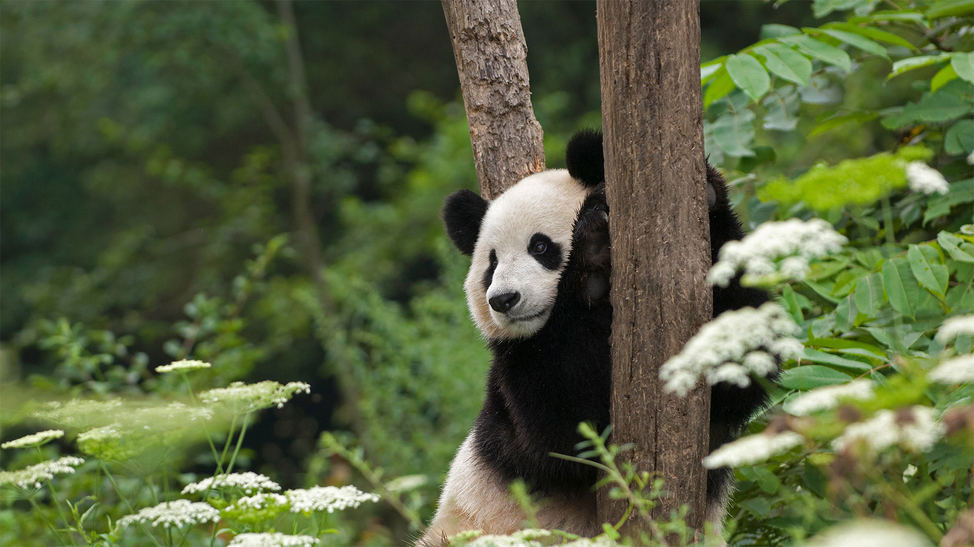 Giant panda in Wolong National Nature Reserve, Sichuan, China - Katherine Feng