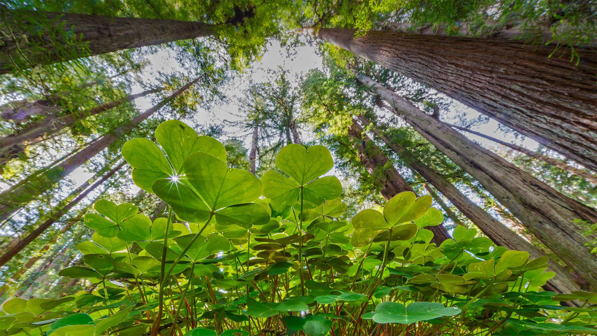 Coastal redwoods and wood sorrel, Prairie Creek Redwoods State Park, California - Jack Dykinga