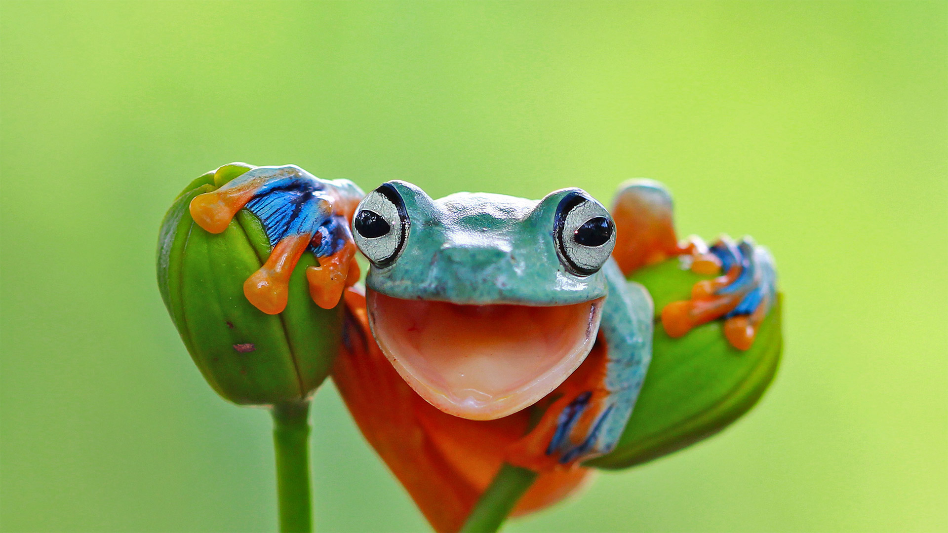 Javan tree frog, Indonesia - kuritafsheen/Getty Images)