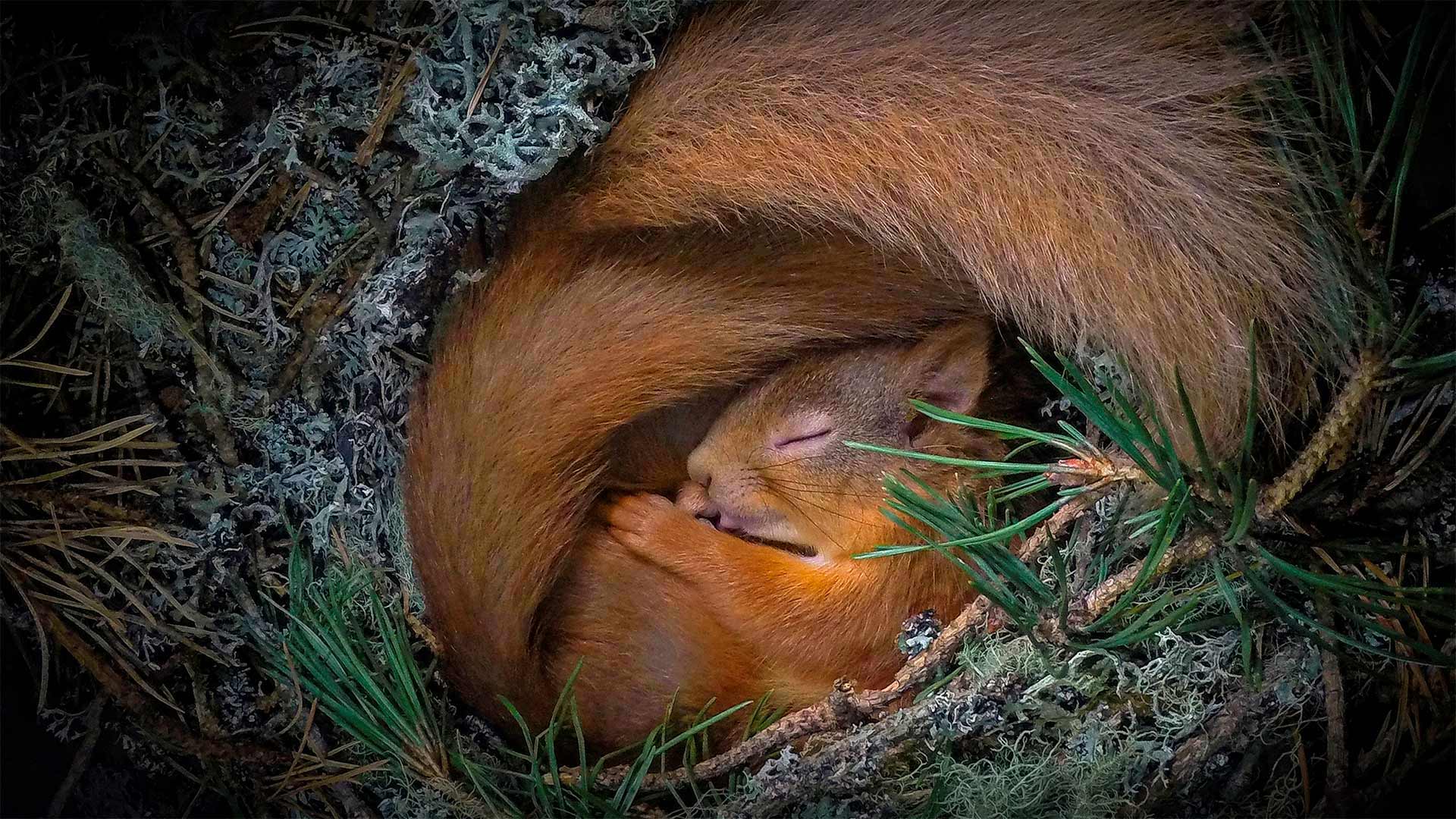 Red squirrel in a nest of lichen and pine needles, Scottish Highlands - Neil Anderson