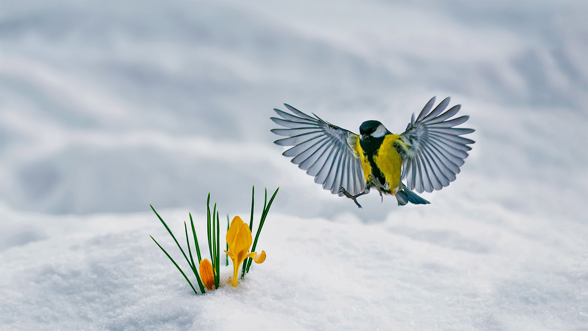 Great tit and yellow crocuses - Nataba/Getty Images)