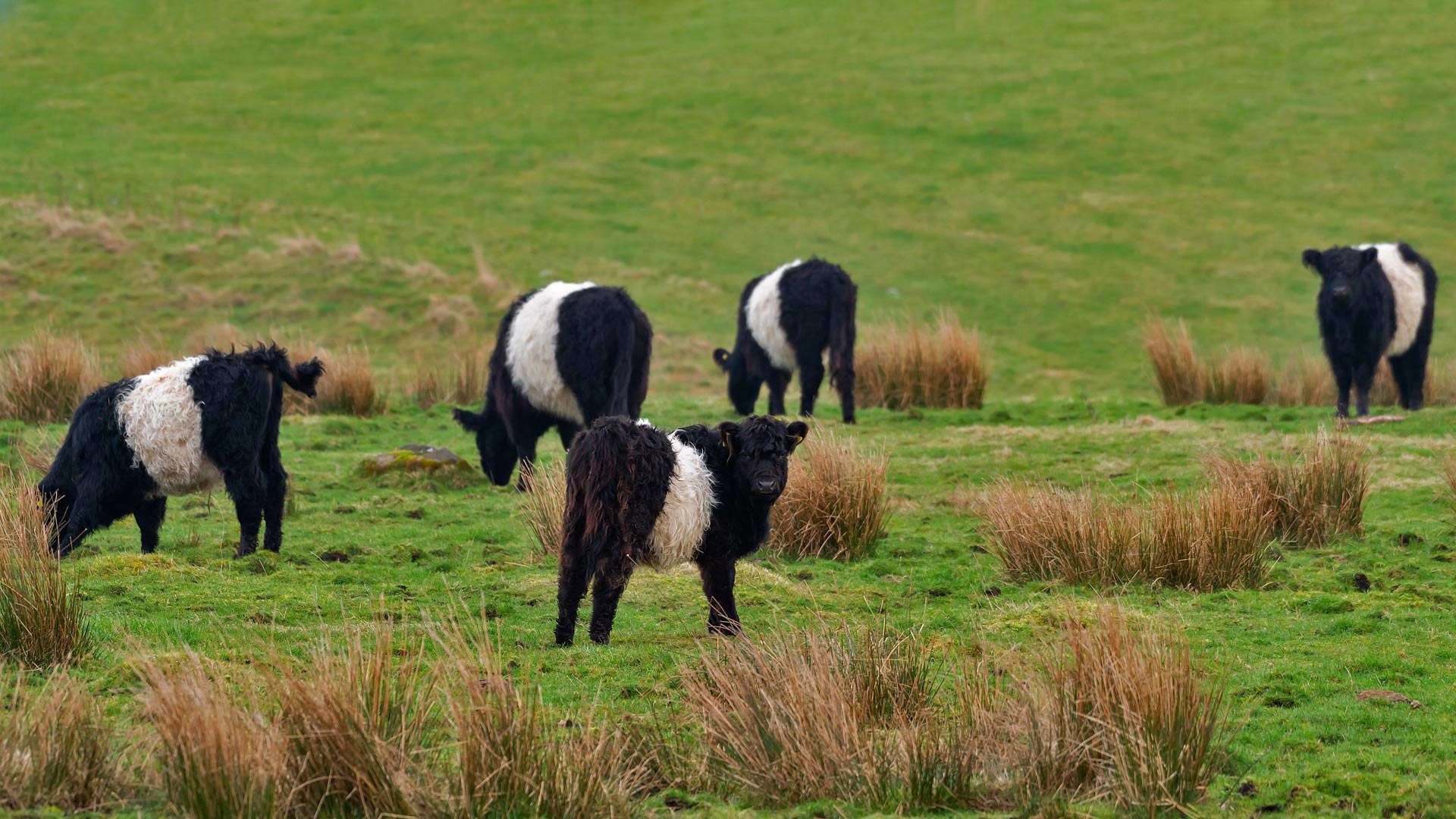 Belted Galloway cows in Scotland - JohnFScott/Getty Images)