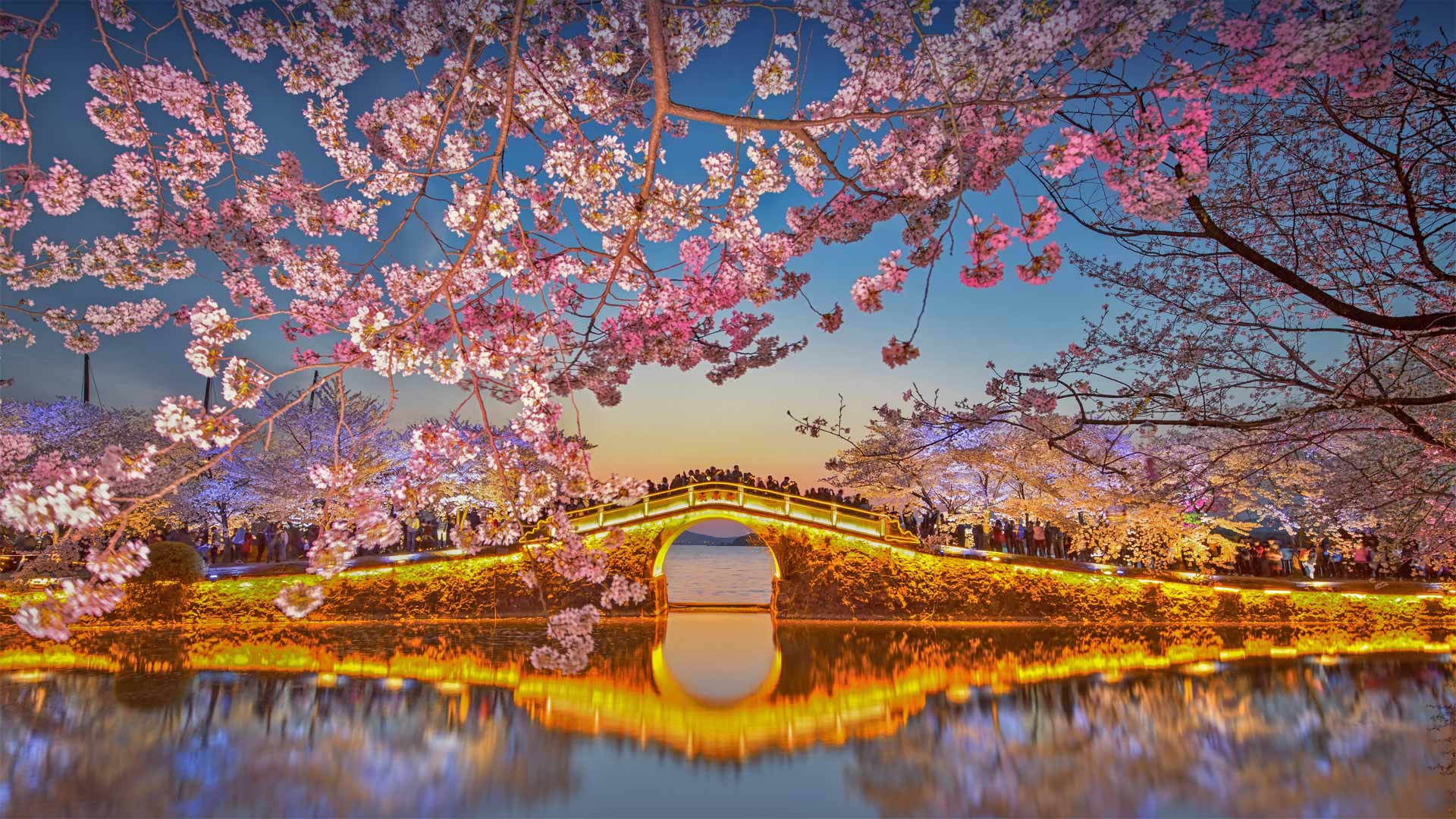 Cherry blossoms at Lake Tai at Wuxi, China - Eric Yang/Getty Images)