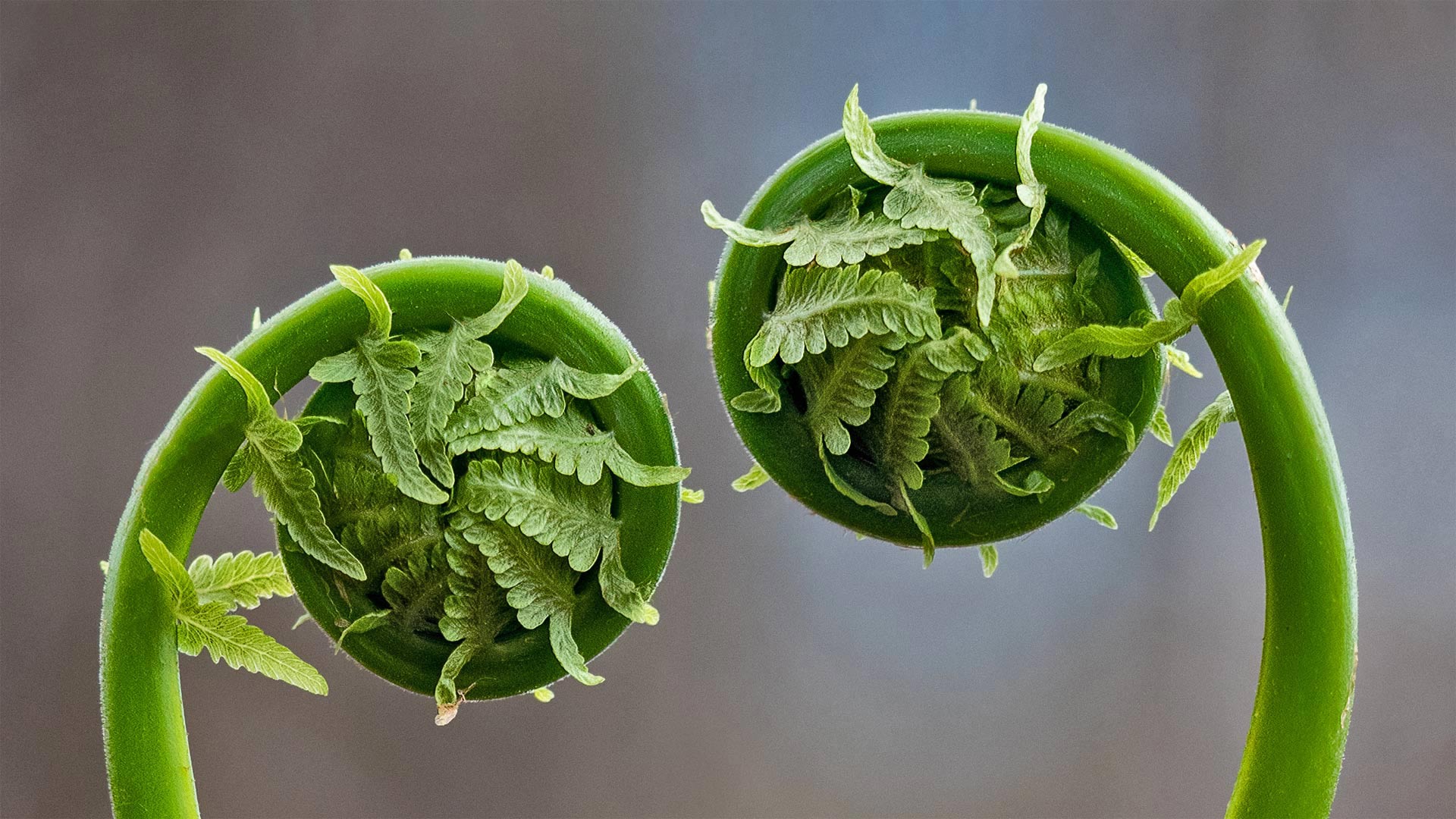 Fiddlehead fern fronds in Quebec, Canada - Marianna Armata/Getty Images)