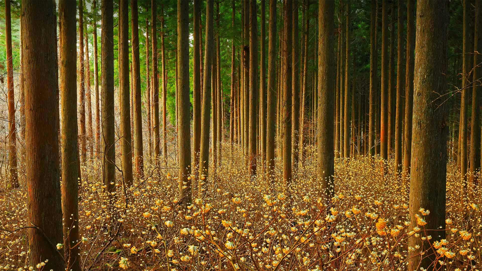 Mitsumata (aka paperbush) in a forest in Japan - nattya3714/Getty Images)