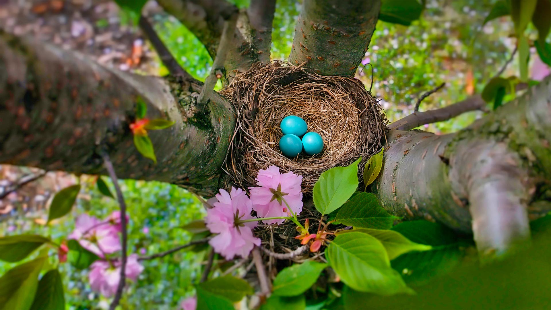The blue eggs of an American robin in New Jersey - Mira/Alamy)