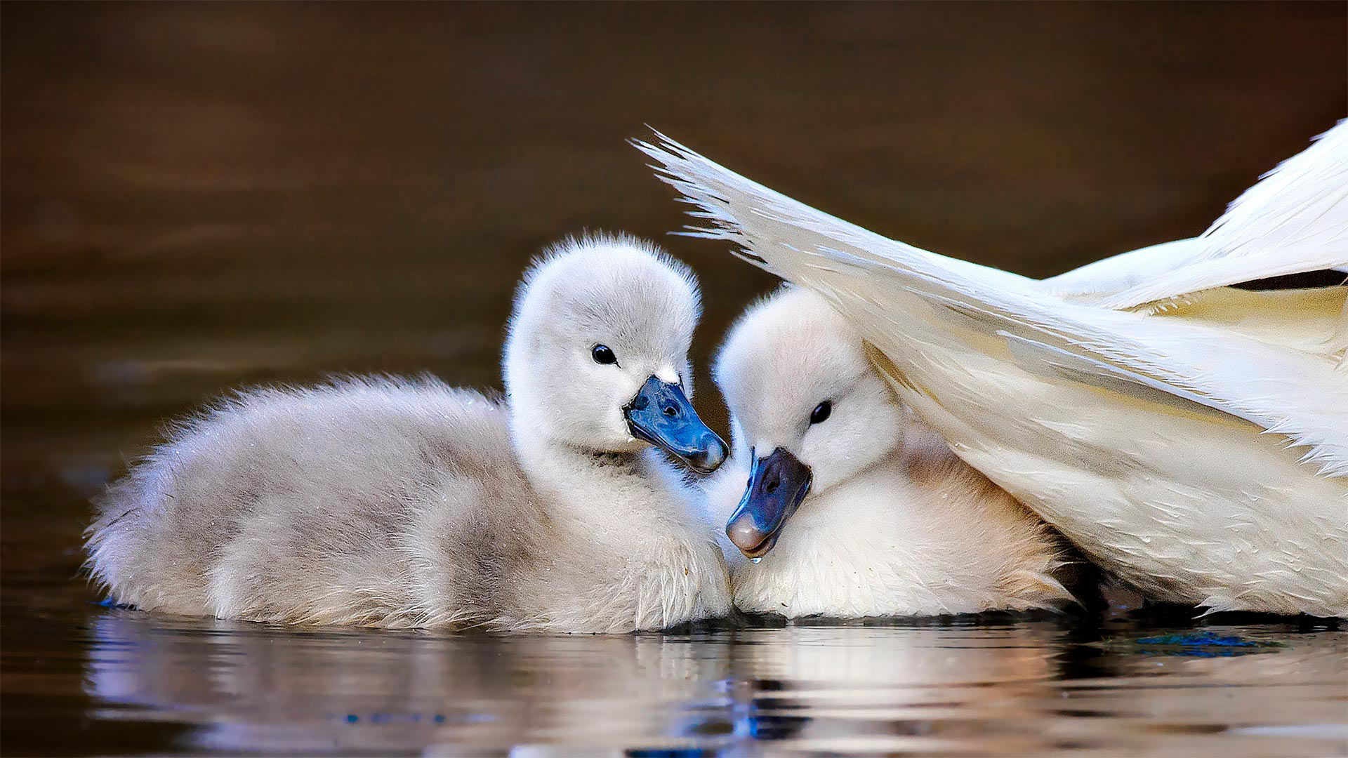 Mute swan chicks shelter under mom's tail feathers, Massapequa Preserve, Long Island, New York - Vicki Jauron/Getty Images)