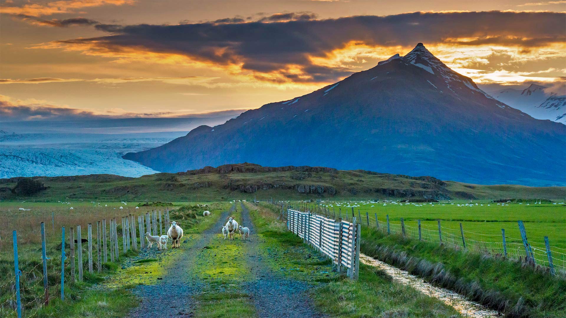 Sheep graze along a road, Iceland - Matthew Kuhns/Tandem Stills + Motion)