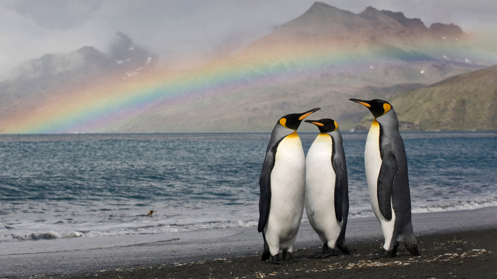 Three king penguins on the shore of St. Andrew's Bay, South Georgia Island - Paul Souders/Getty Images)