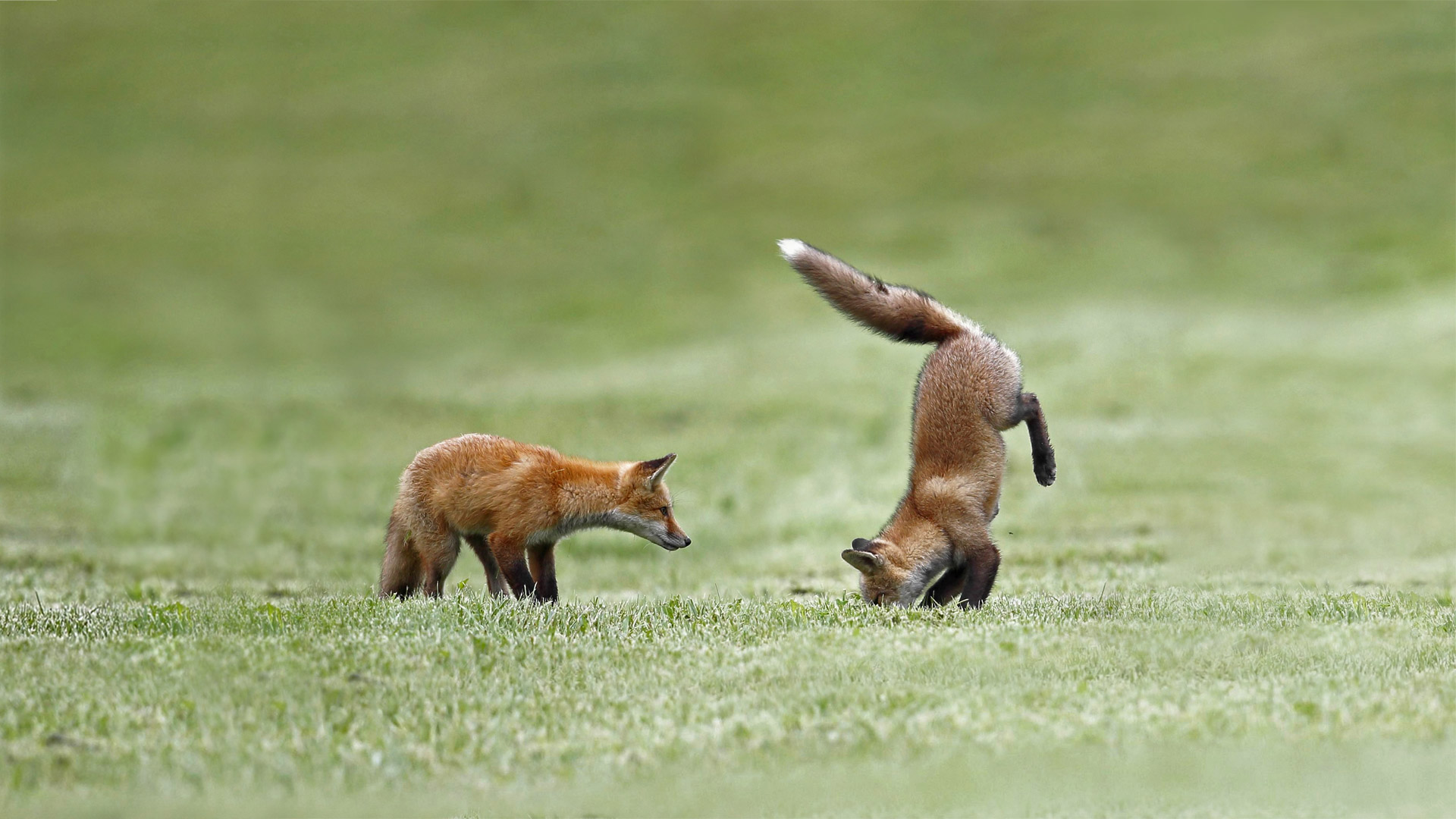 Fox kits practice their hunting skills, Quebec, Canada - Vlad Kamenski/Shutterstock)