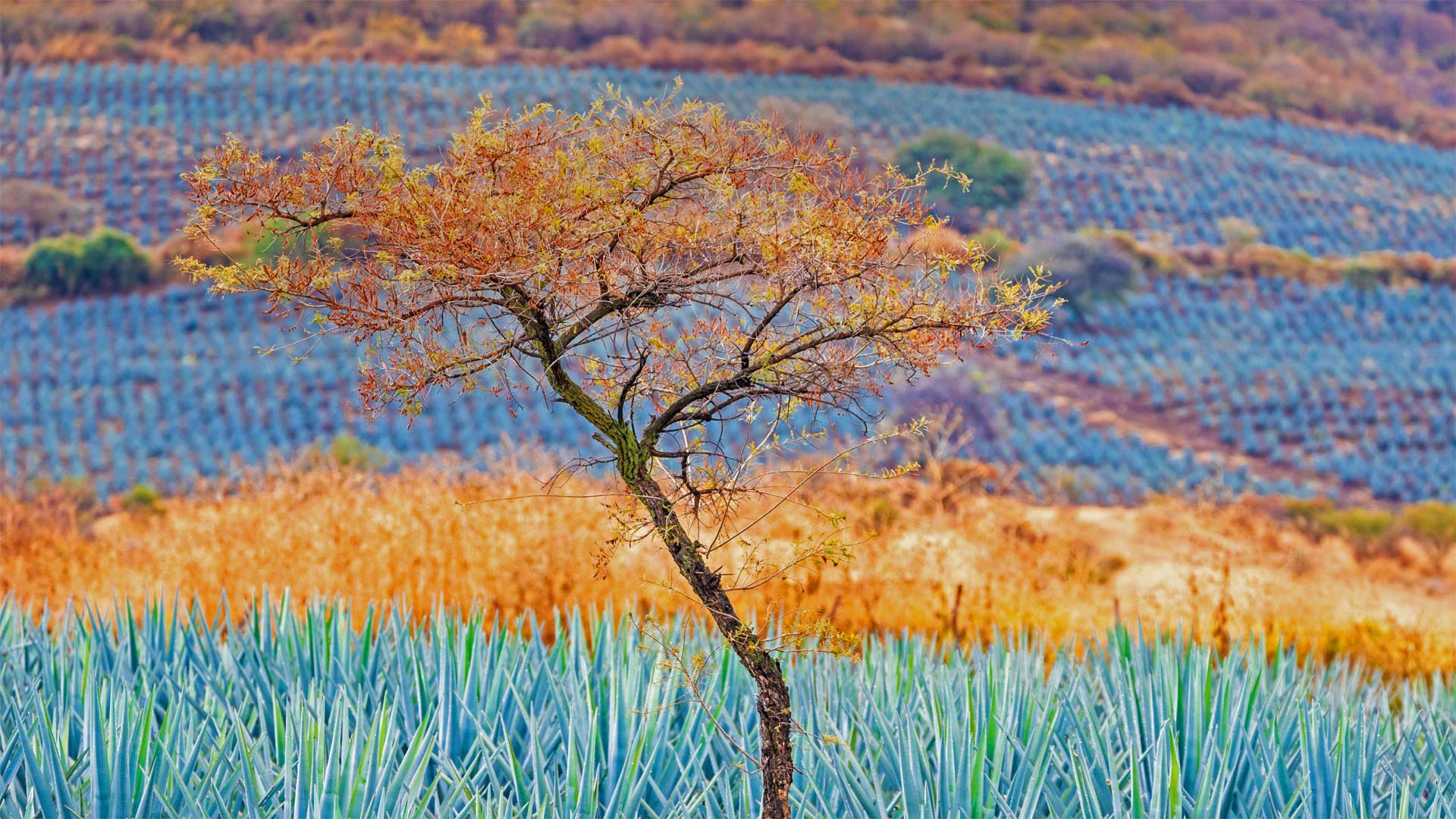 Tree in blue agave field in the tequila-producing region near Atotonilco el Alto, Jalisco, Mexico - Brian Overcast/Alamy)