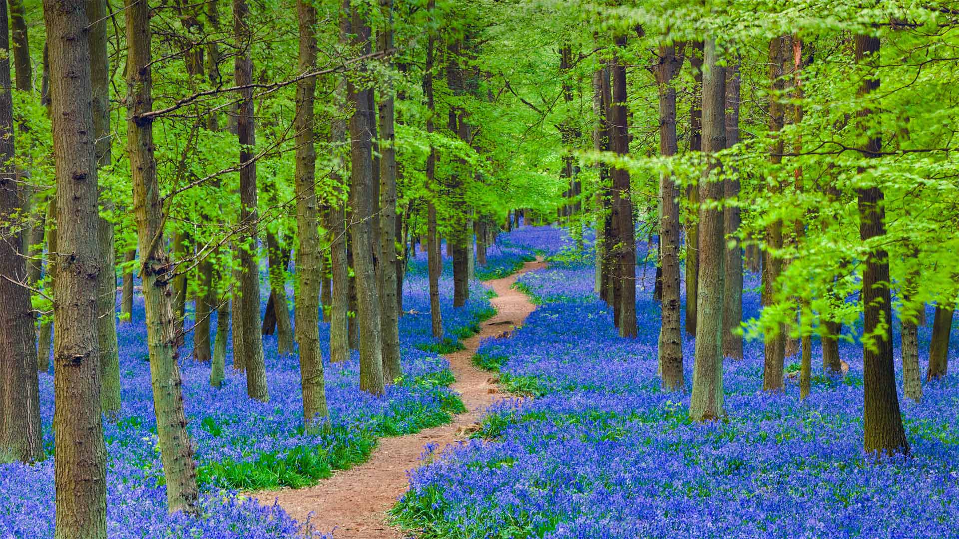 A path winding through a forest carpeted with bluebells in Hertfordshire, England - JayKay57/Getty Images)