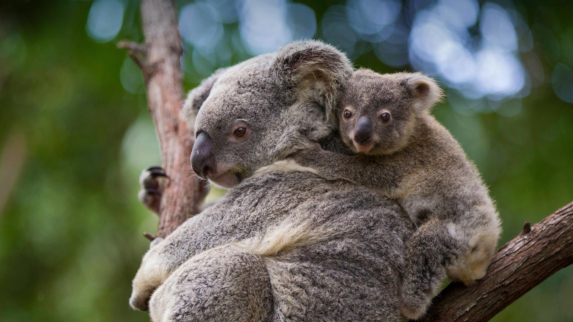Koala mother and 8-month-old joey, Queensland, Australia - Suzi Eszterhas