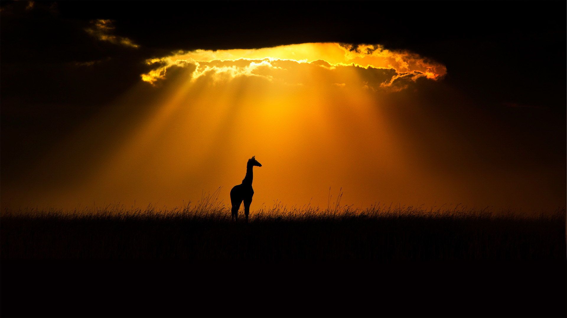 Masai giraffe in Maasai Mara, Kenya - Andy Rouse