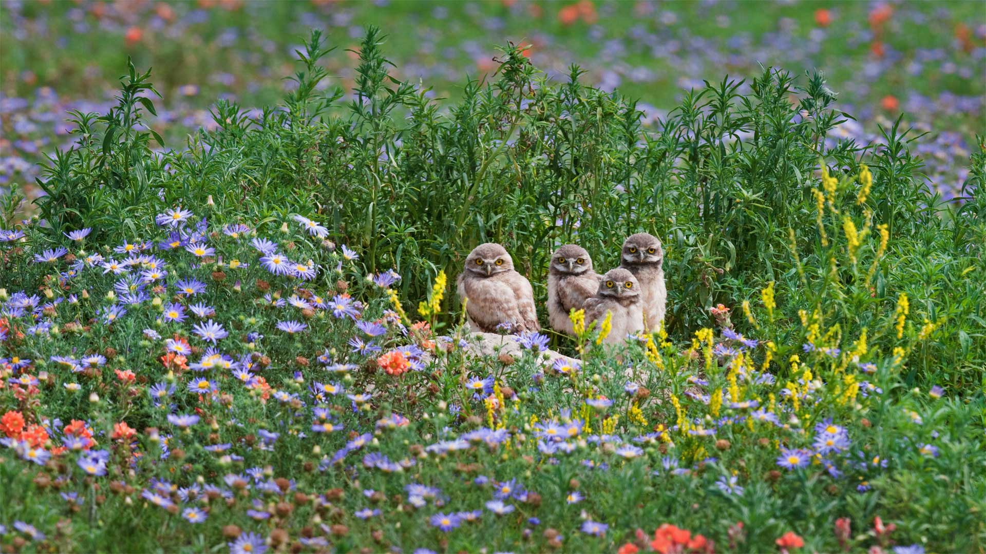 Burrowing owl chicks gaze out from among flowers near the Pawnee National Grassland in Colorado - Roberta Olenick/Alamy)