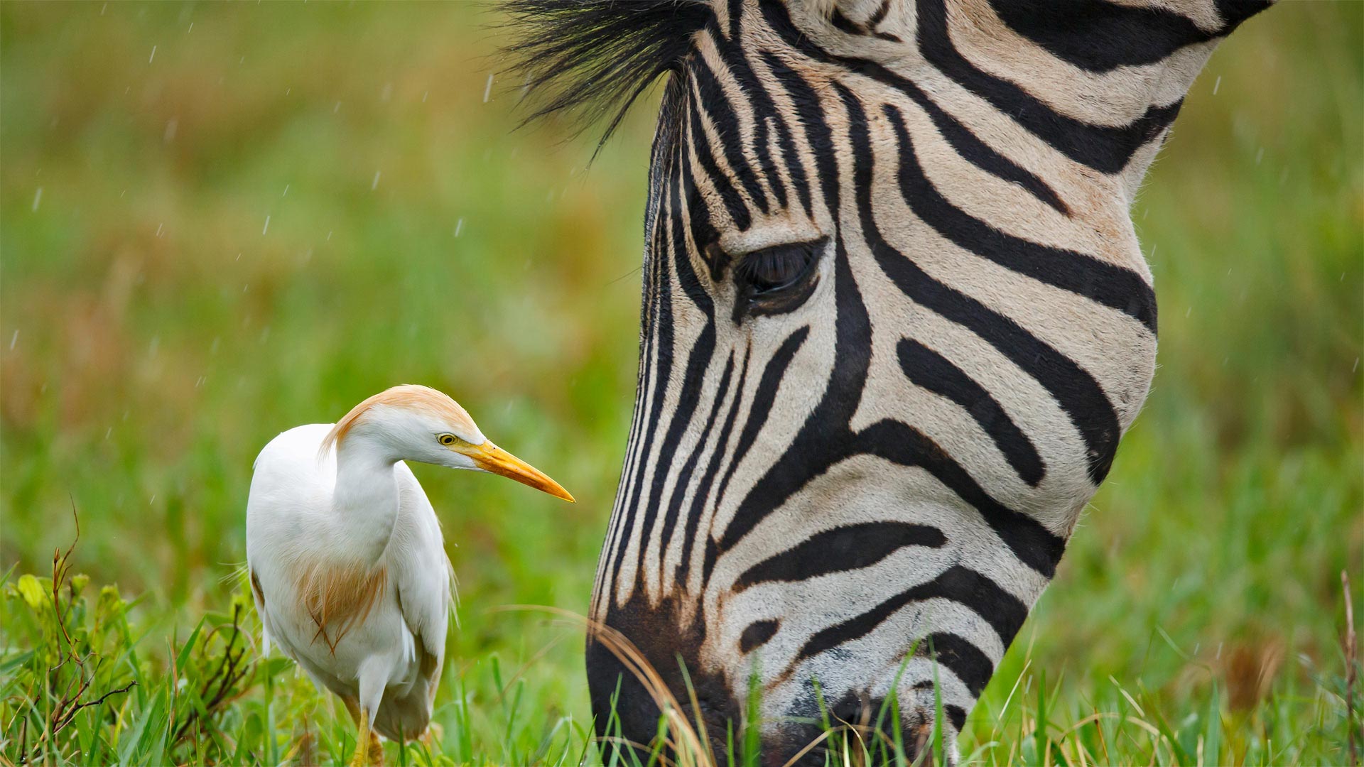 A Burchell's zebra and a cattle egret at the Rietvlei Nature Reserve in South Africa - Richard Du Toit