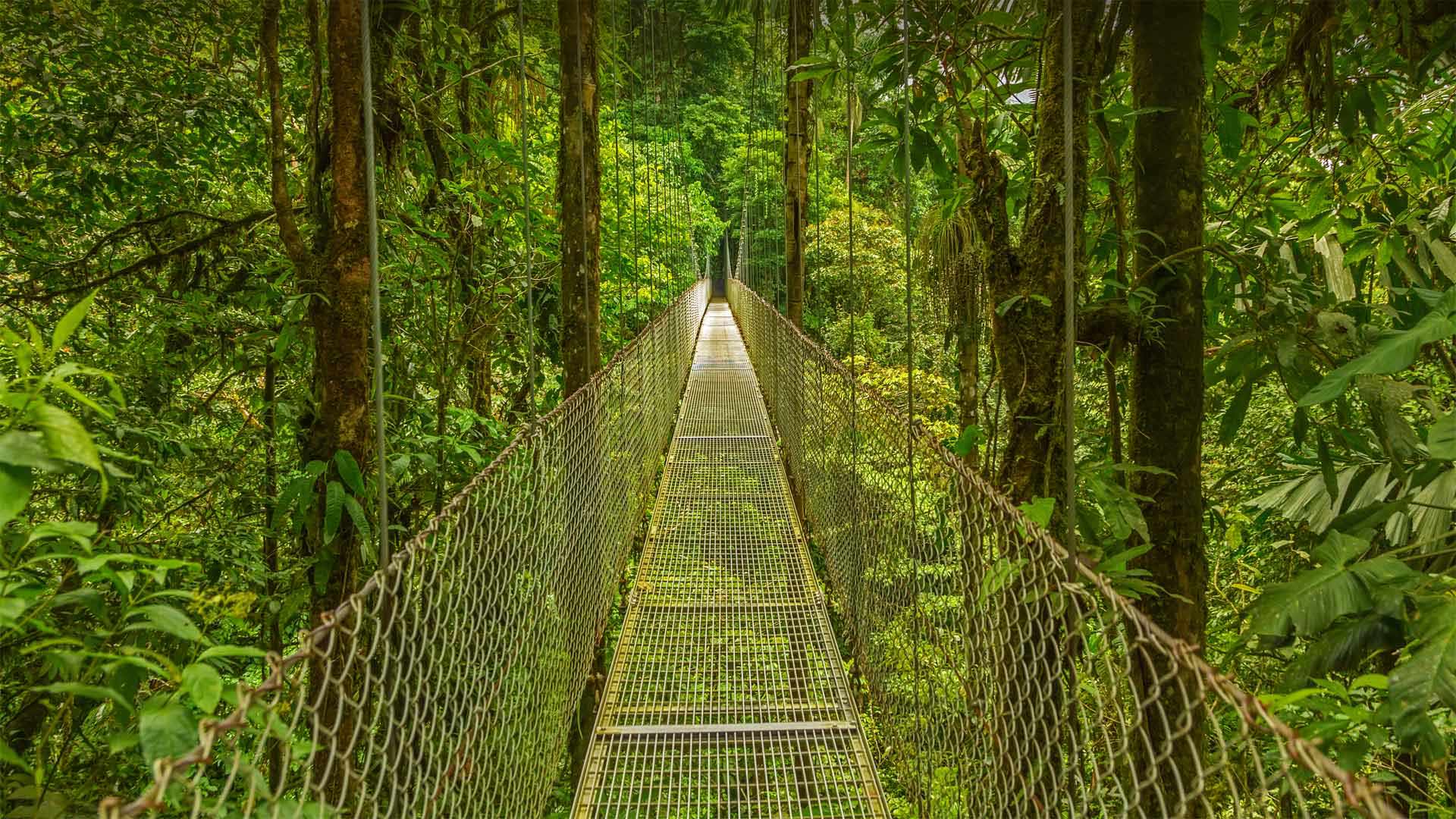 Hanging bridge in the Monteverde Cloud Forest Reserve, Costa Rica - Dmitriy Burlakov/Getty Images)