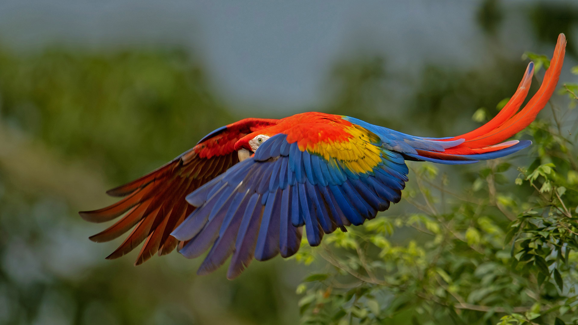Scarlet macaw in Costa Rica - Harry Collins/Getty Images)
