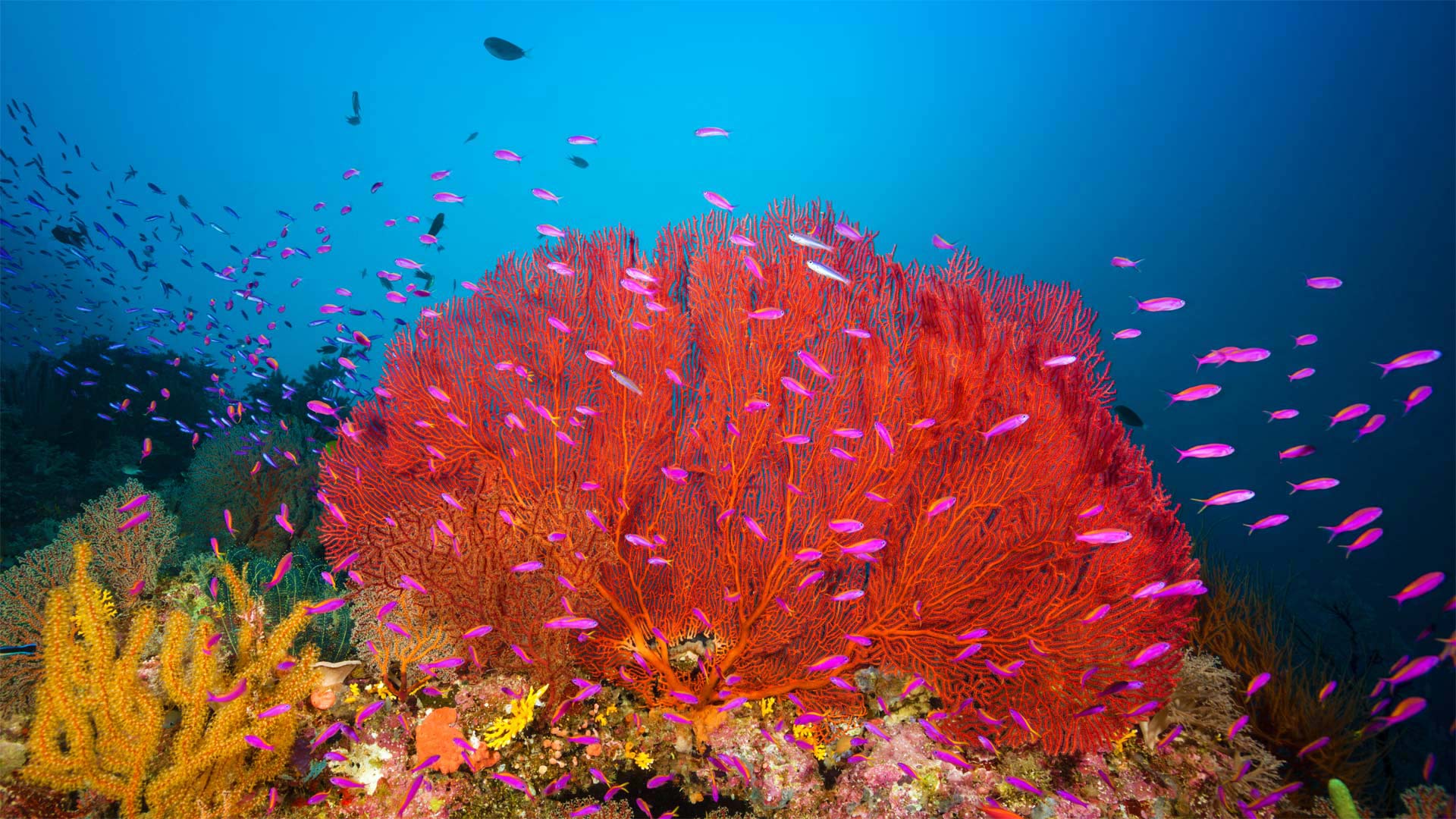 Coral reef in Marovo Lagoon in the Solomon Islands - WaterFrame/Alamy)