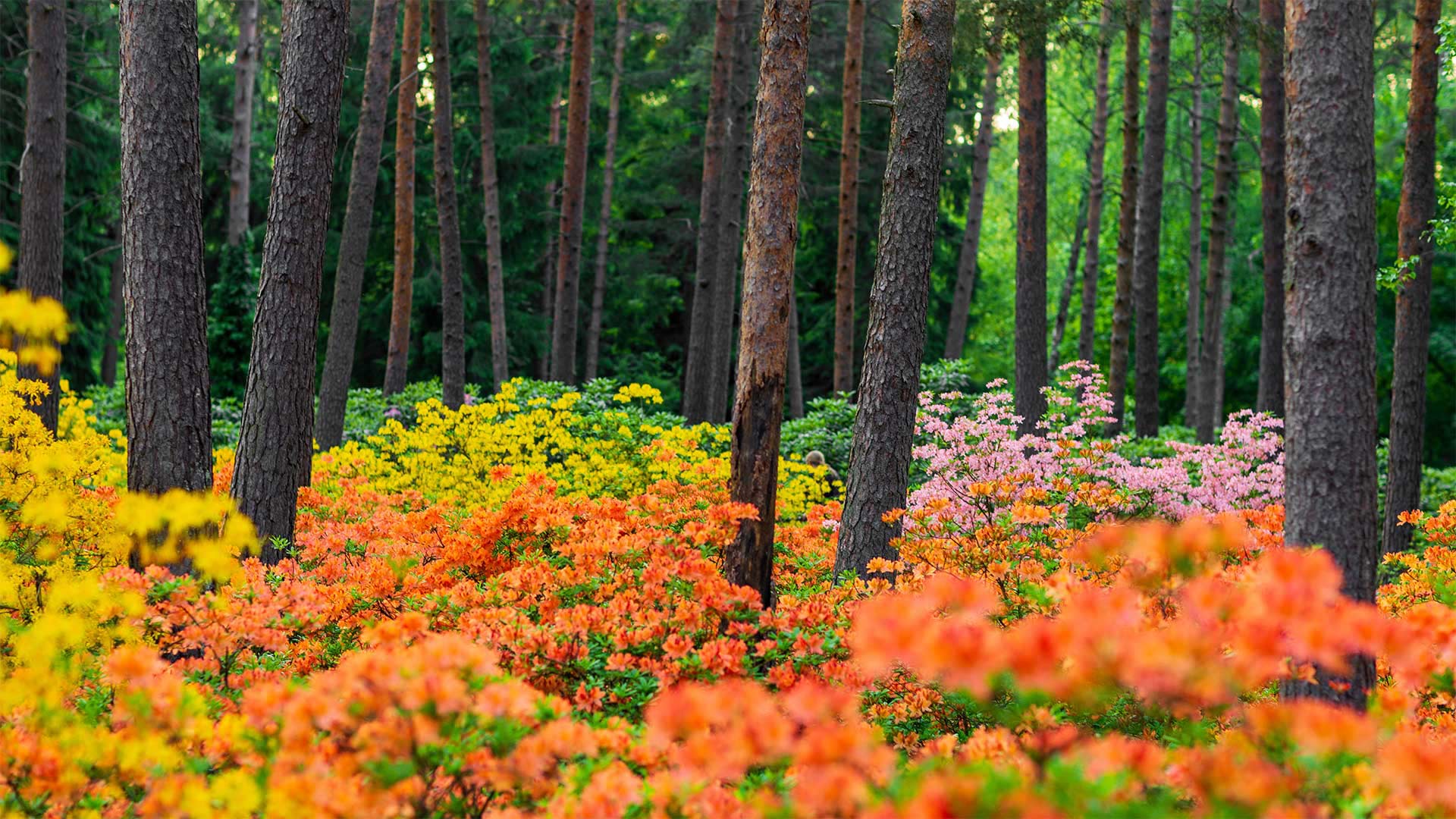 Haaga Rhododendron Park, Helsinki, Finland - Samuli Vainionpää/Getty Images)