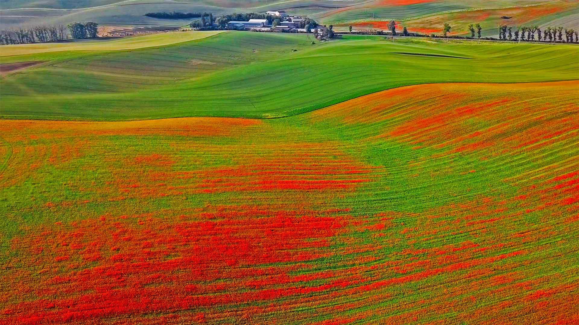 Poppies in bloom, Moravia, Czech Republic - rusm/Getty Images)