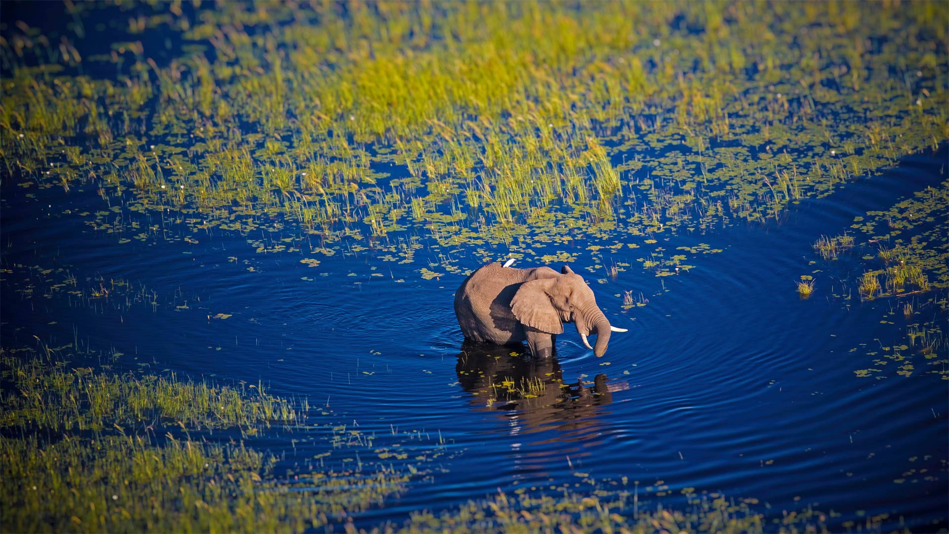 Elephant walking in the Okavango River, Botswana - Markus Pavlowsky/Getty Images)