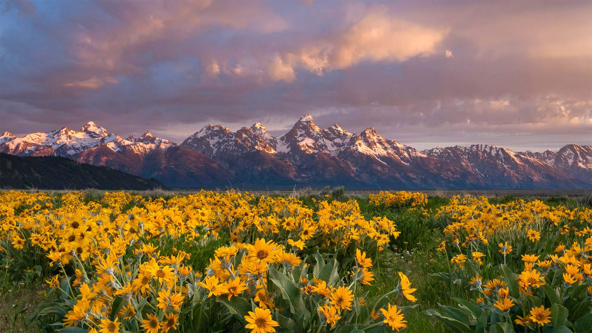 Balsamroot wildflowers bloom below the Teton Mountains in Grand Teton National Park, Wyoming - Mike Cavaroc/Tandem Stills + Motion)