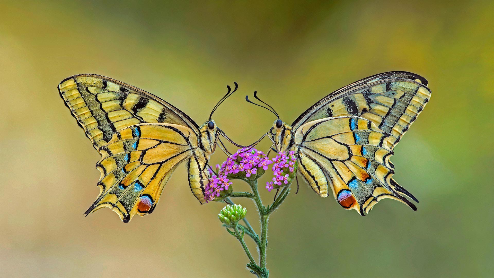 Old World swallowtail butterflies on a flower - Alberto Ghizzi Panizza/Getty Images)