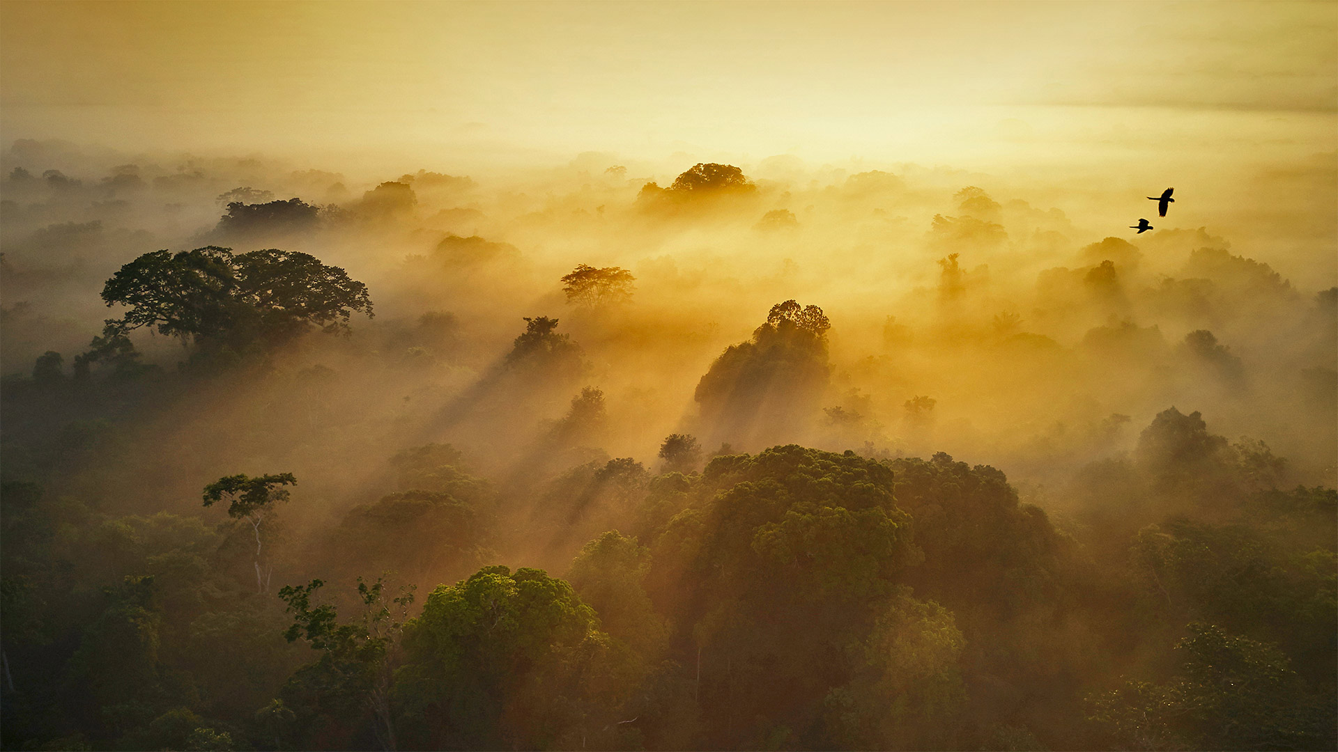 Yasuní National Park in Amazonian Ecuador - Paul Bertner