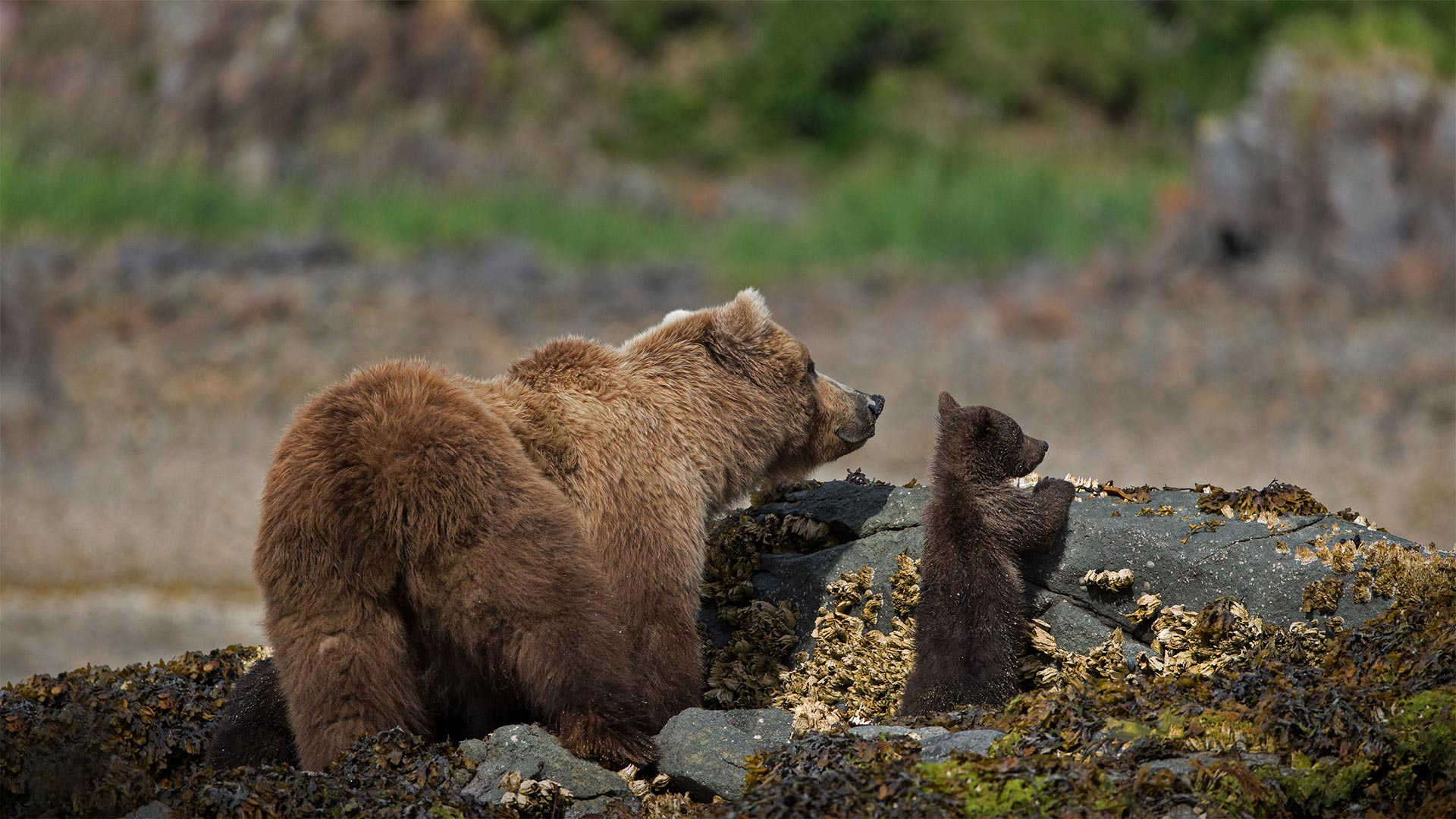 Brown bear mother and cub in Katmai National Park and Preserve, Alaska - Suzi Eszterhas