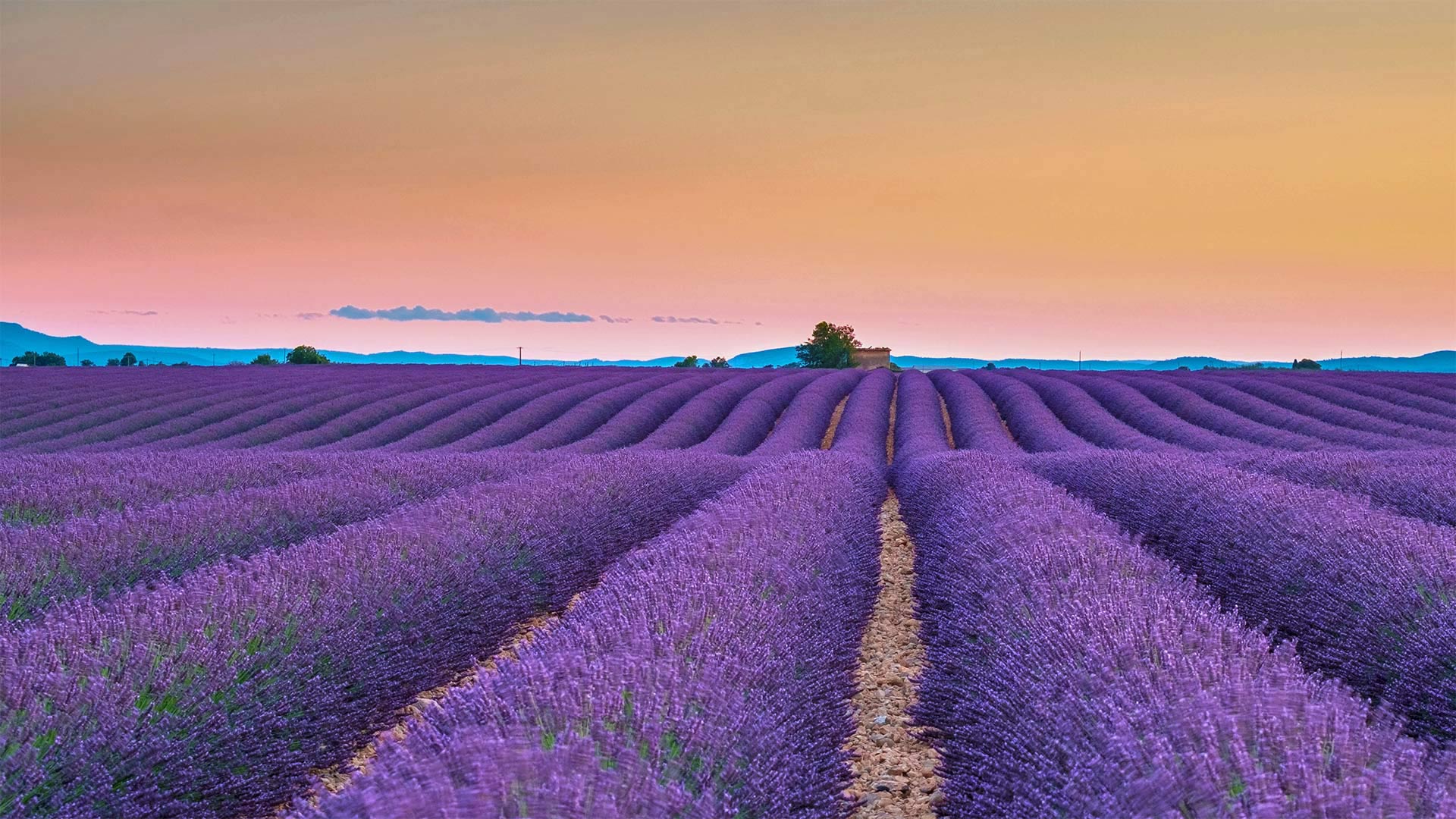 Lavender fields on the Valensole Plateau in Provence, France - Shutterstock)