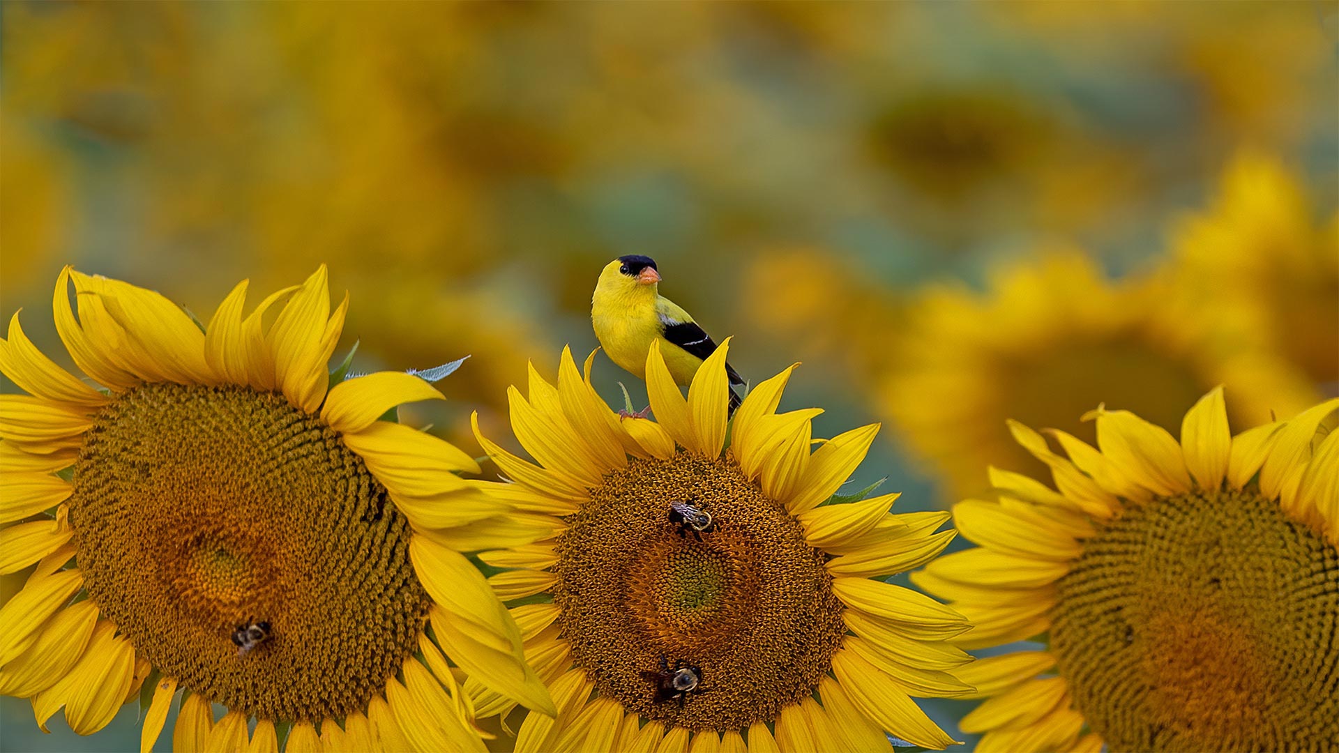 Goldfinch on a sunflower in McConnells, South Carolina - Teresa Kopec/Getty Images)