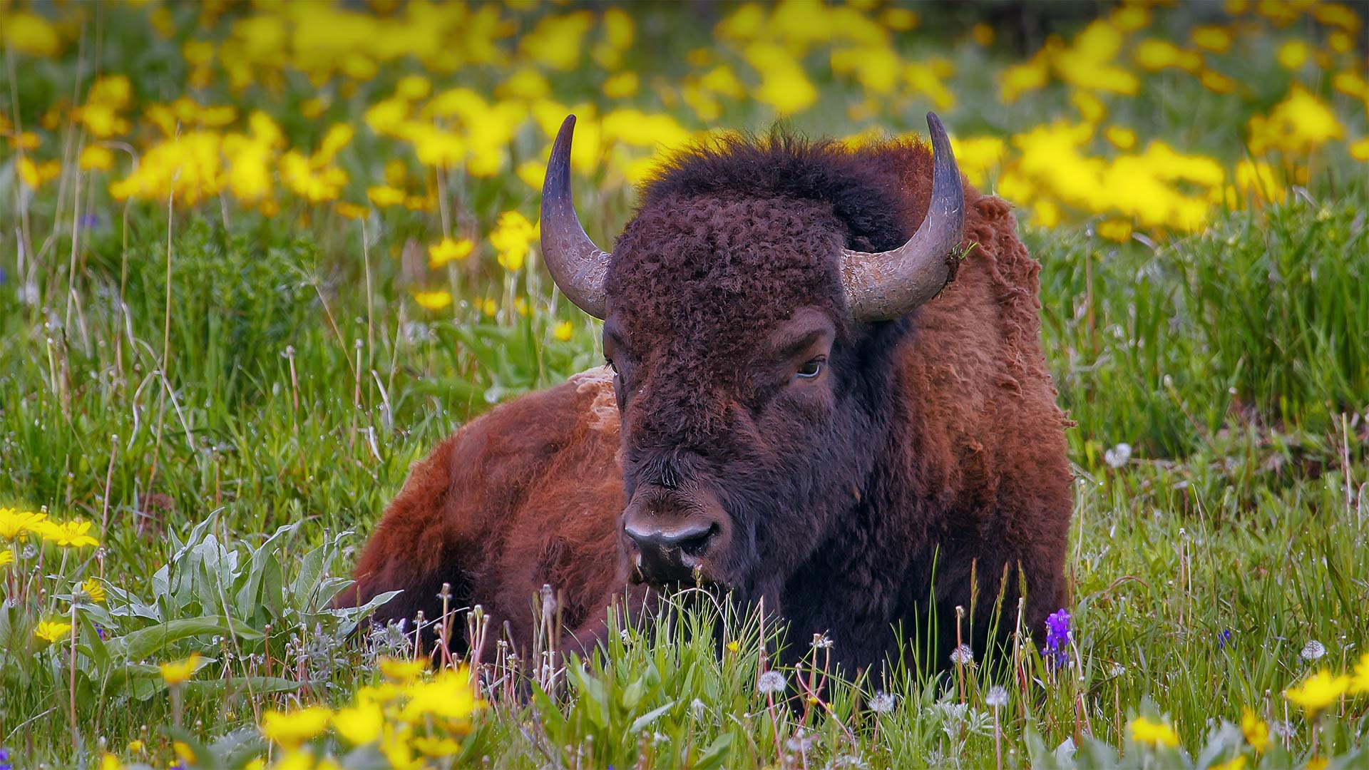 Male American bison in Yellowstone National Park, Wyoming - Donyanedomam/Getty Images)
