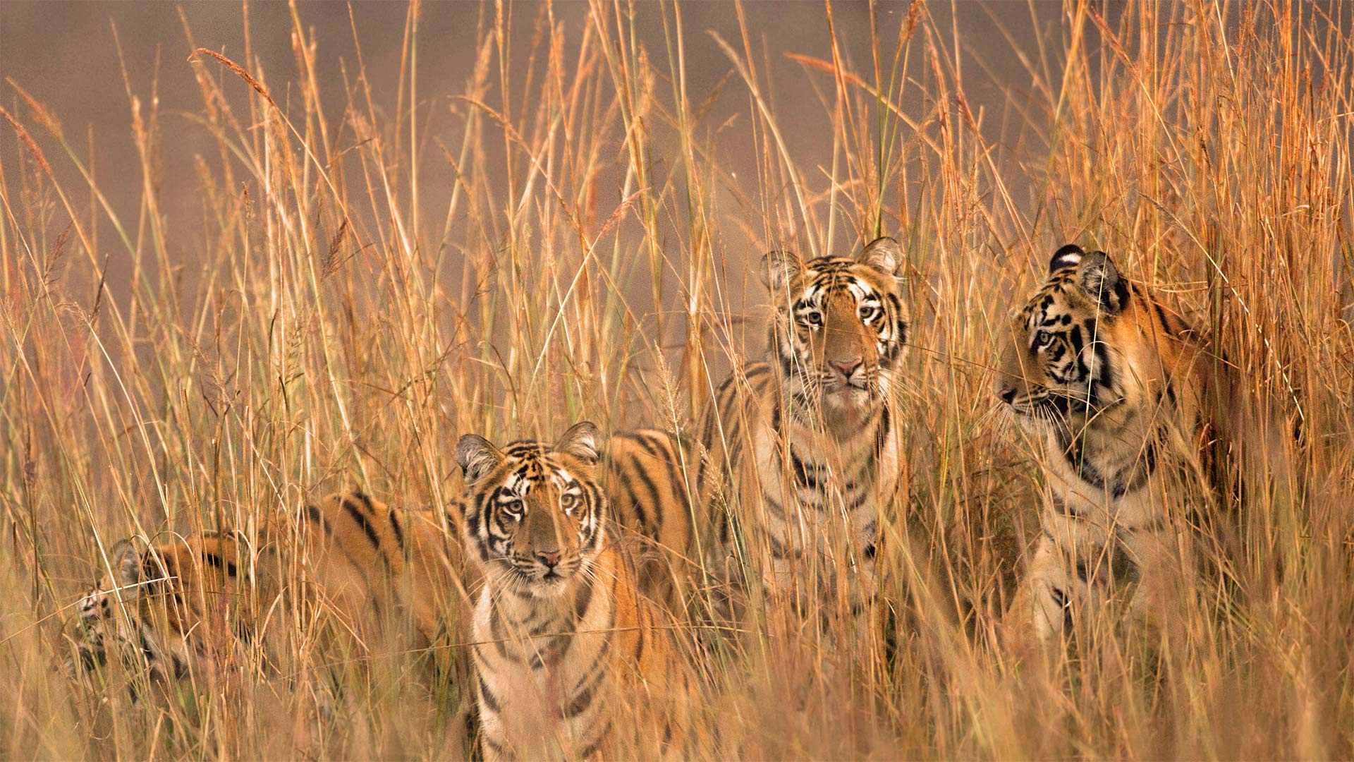 Tigresses of Telia Lake in Tadoba Andhari Tiger Reserve, India - Ashish Parmar/Alamy)