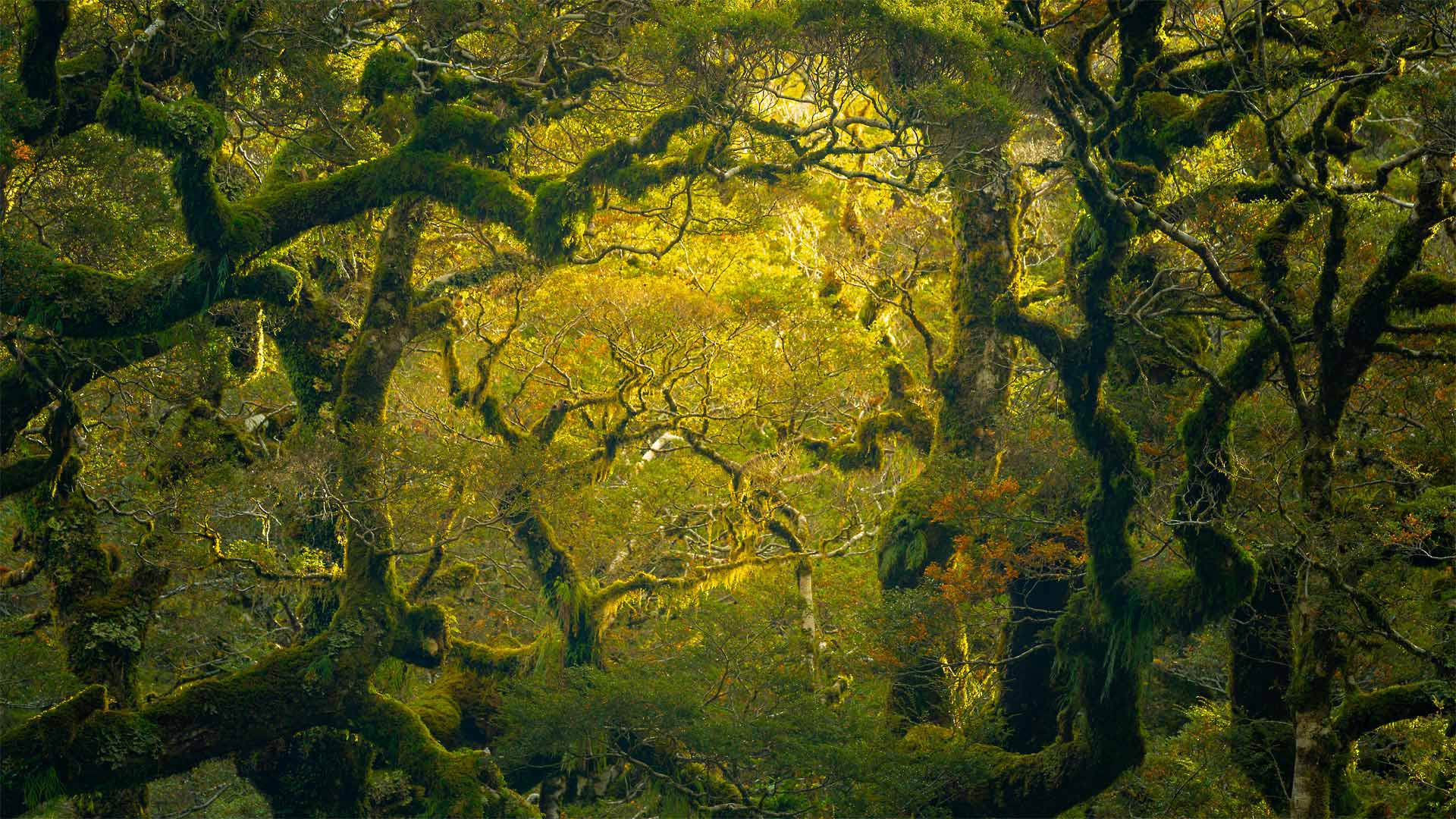 Rainforest hike near Milford Sound/Piopiotahi in New Zealand - Jim Patterson/Tandem Stills + Motion)