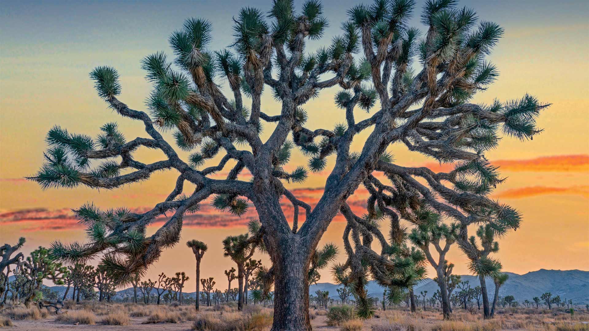 Joshua trees in Joshua Tree National Park, California - Tim Fitzharris