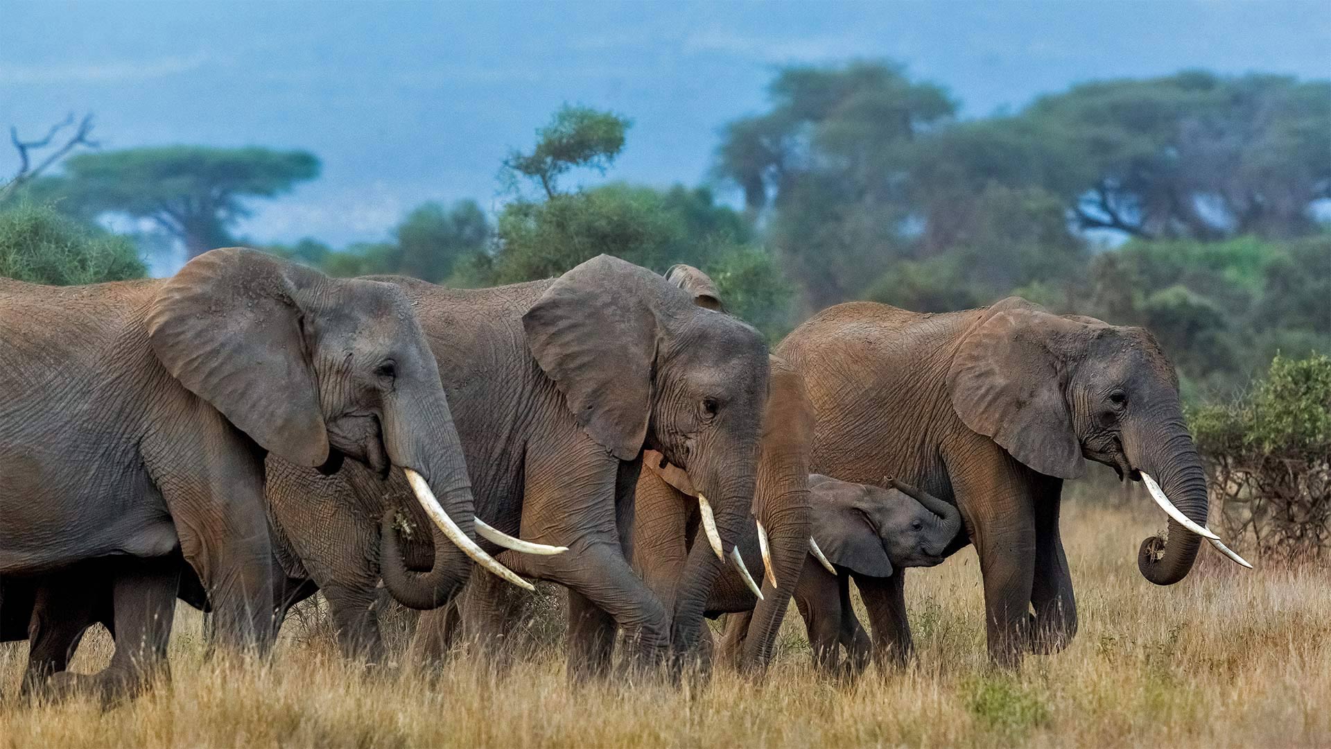 Herd of African elephants in Amboseli National Park, Kenya - Susan Portnoy/Shutterstock)