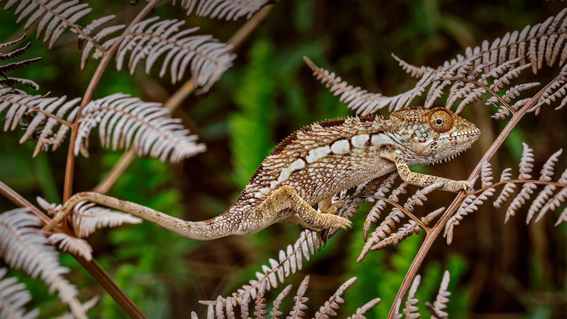 Panther chameleon in Amber Mountain National Park, Madagascar - Christian Ziegler