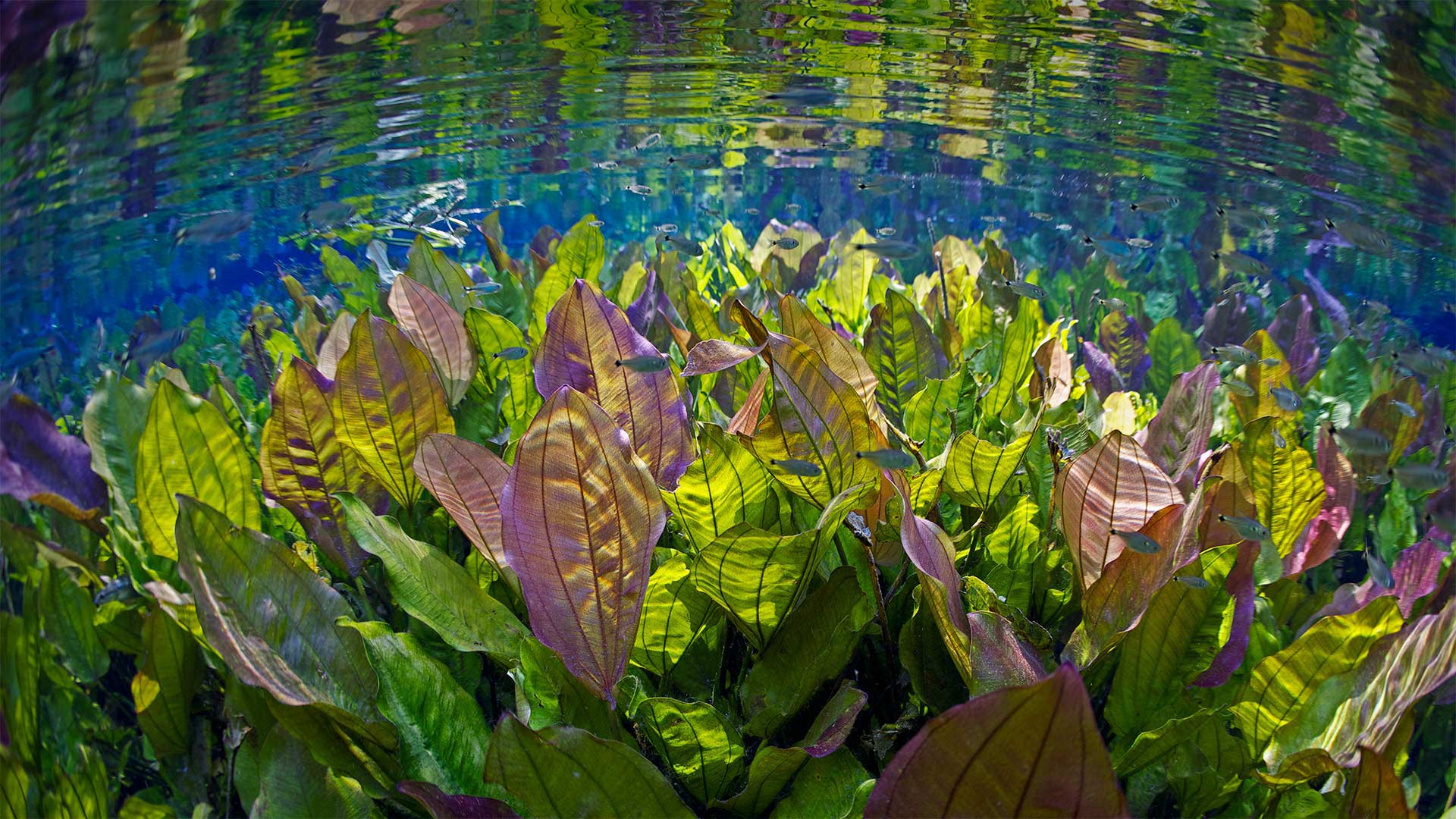 Freshwater plants and tetra fish, Aquário Natural, Rio Baía Bonita, Mato Grosso do Sul, Brazil - Michel Roggo