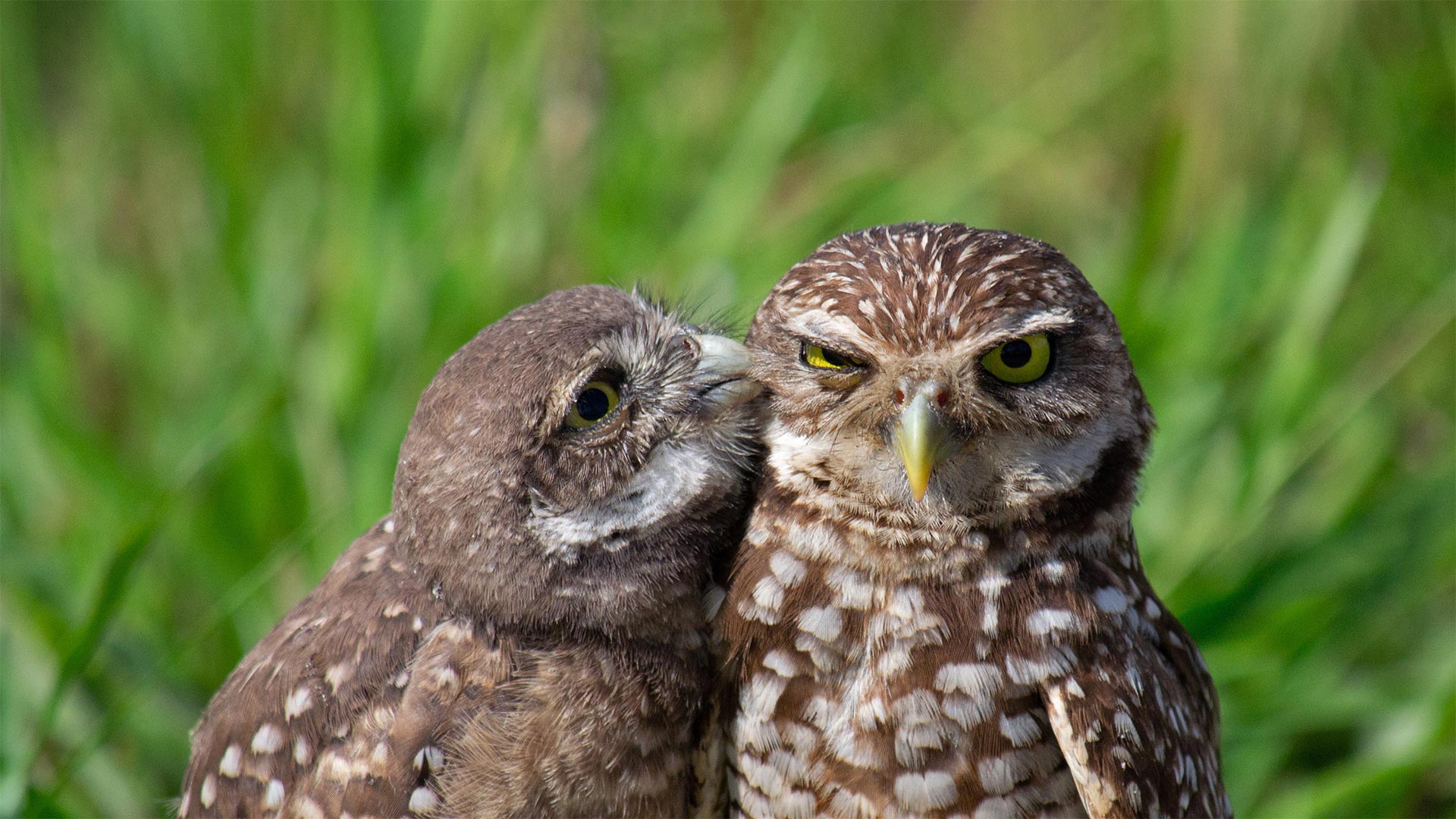 A burrowing owl chick and adult in South Florida - Carlos Carreno/Getty Images)