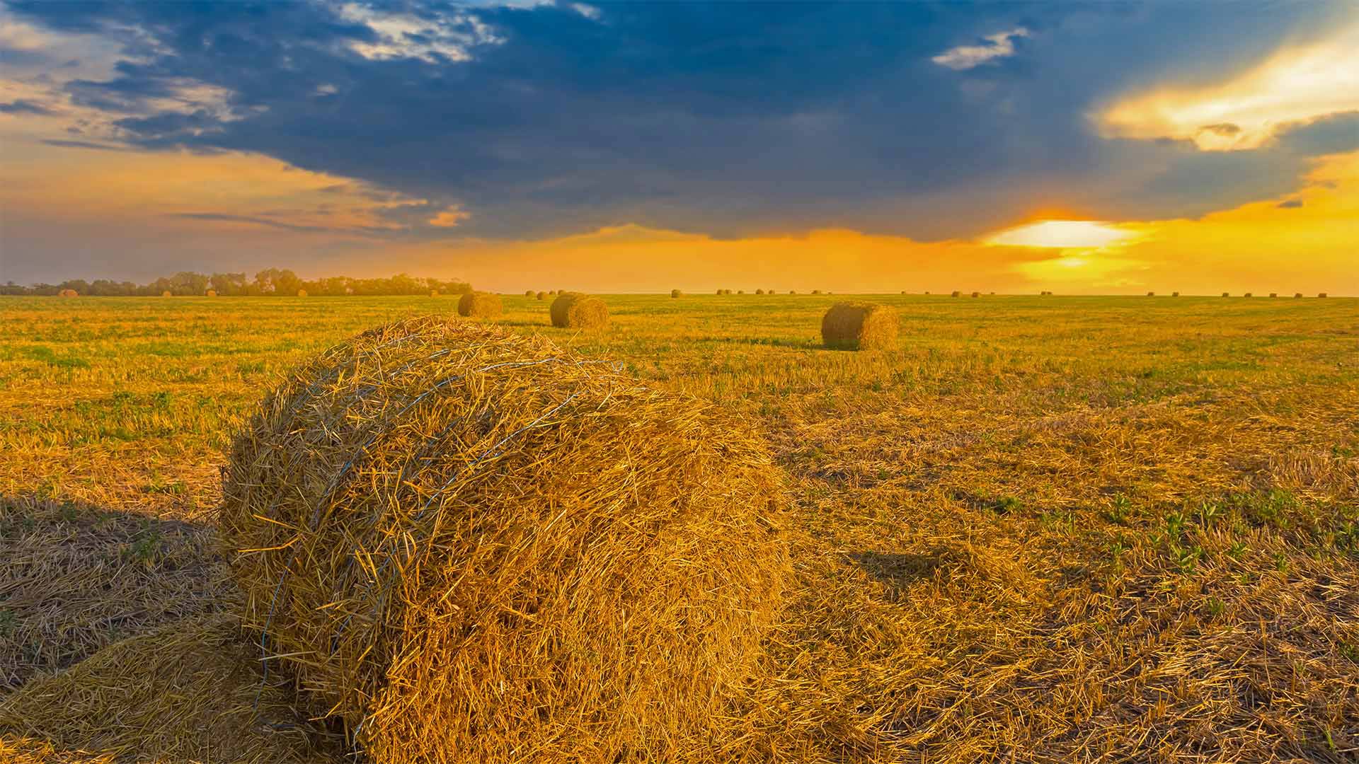Wheat field in Ukraine - Yuriy Kulik/Getty Images)
