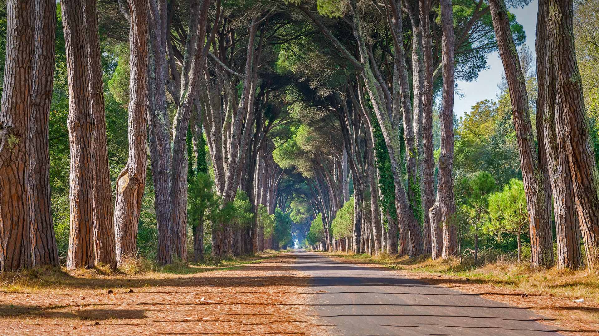 Regional Park of Migliarino, San Rossore, Massaciuccoli, Italy - Stefano Valeri/Alamy)